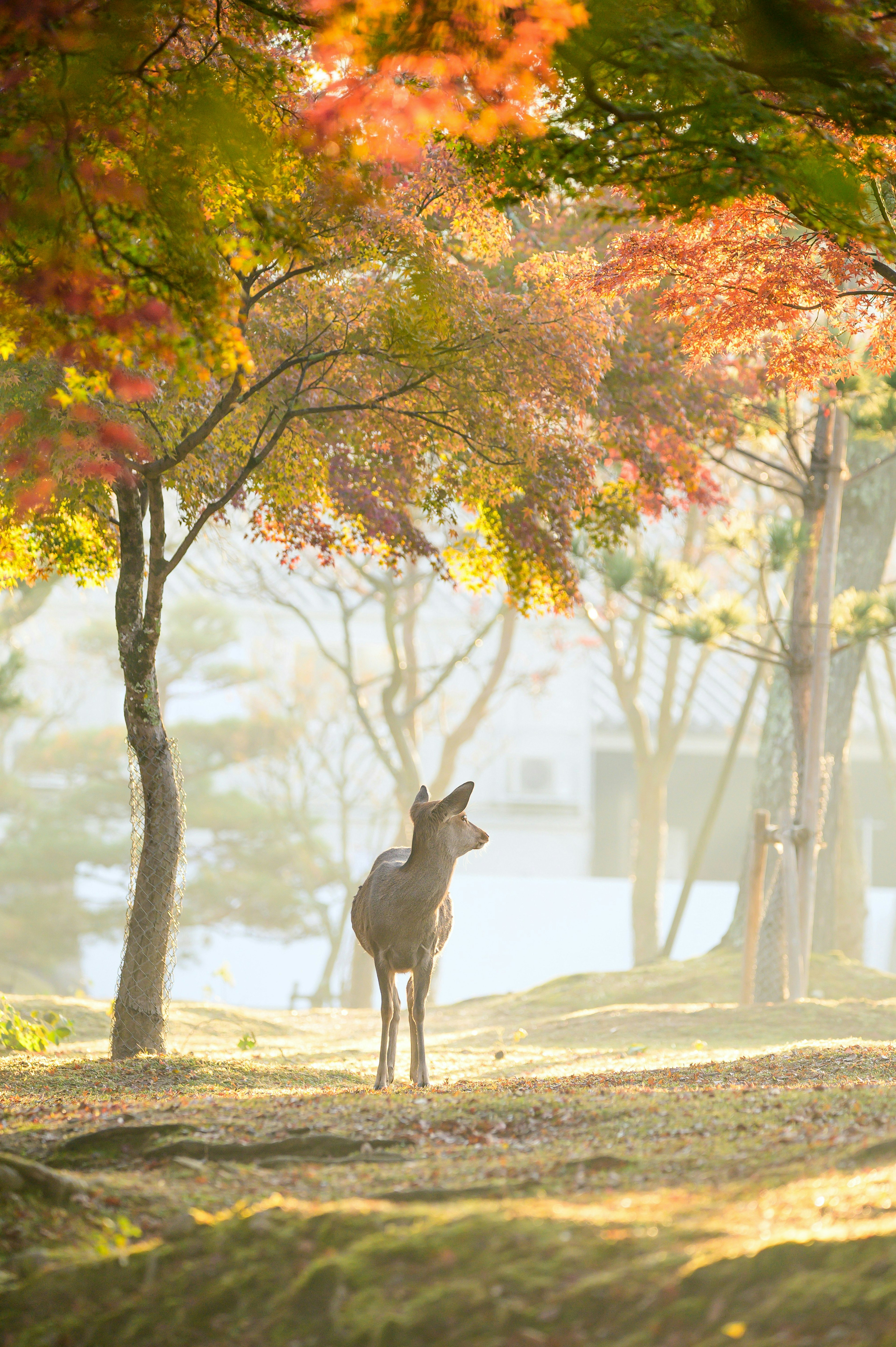 2025-01-nara-image-3