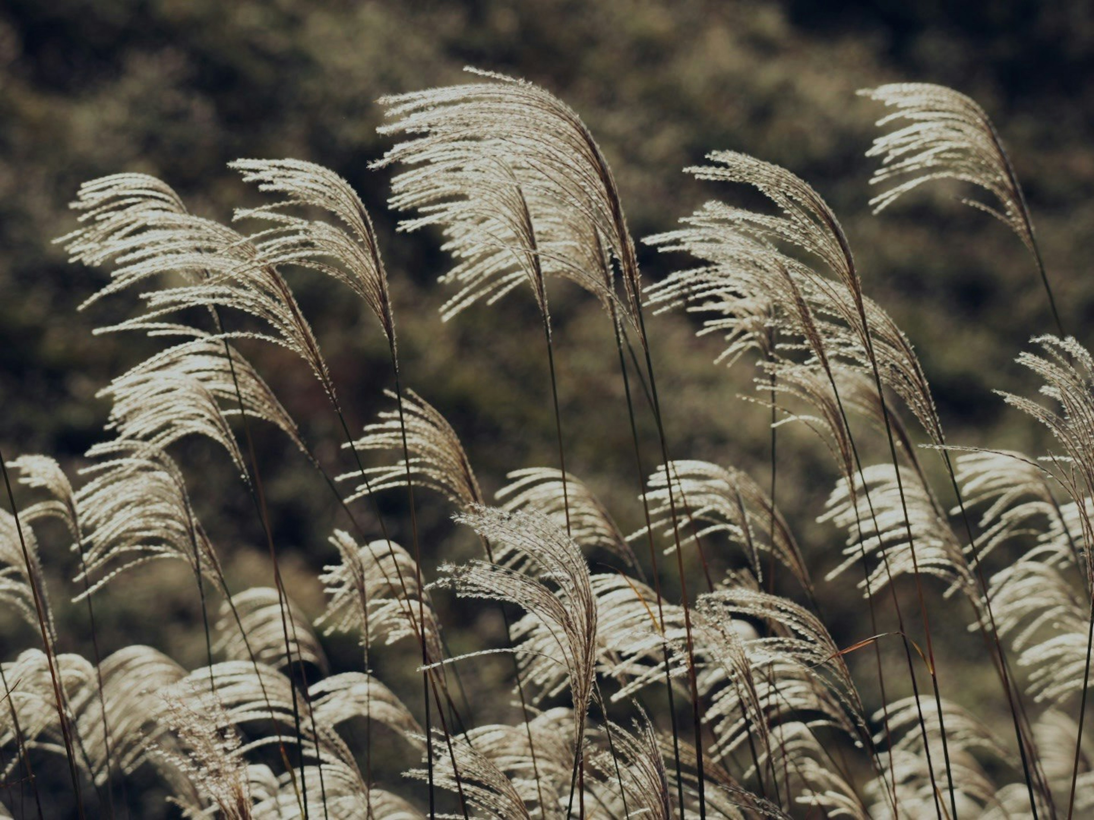 2025-01-nara-image-9