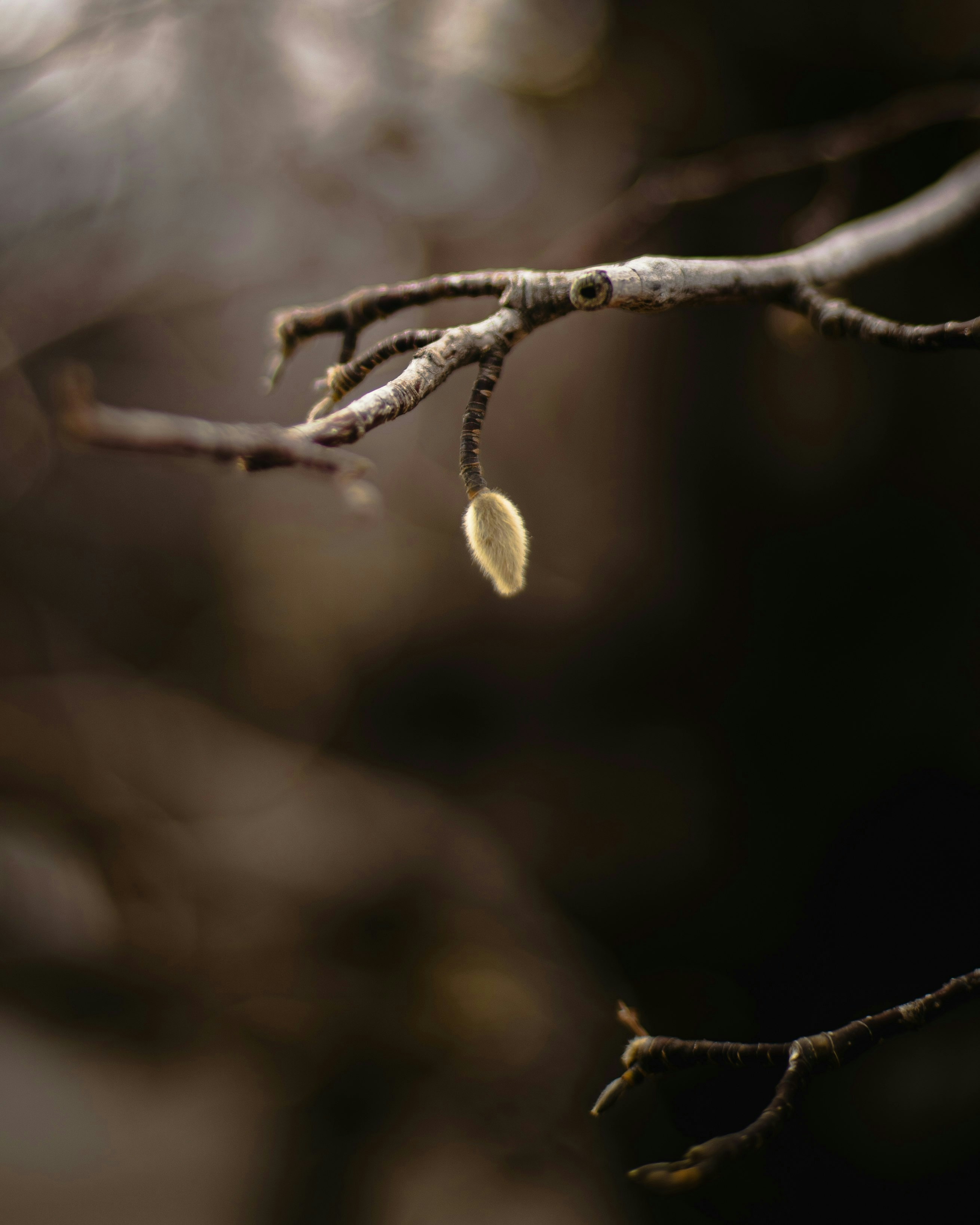 2025-05-negative-space-in-nature-photography-image-12