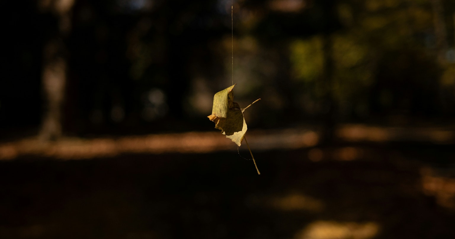 2025-10-what-is-autumn-like-cover-image