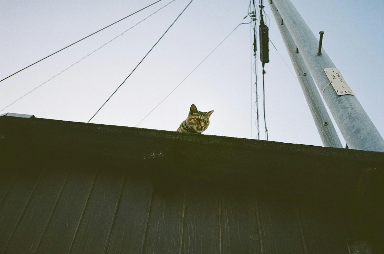 Image by yNAK
