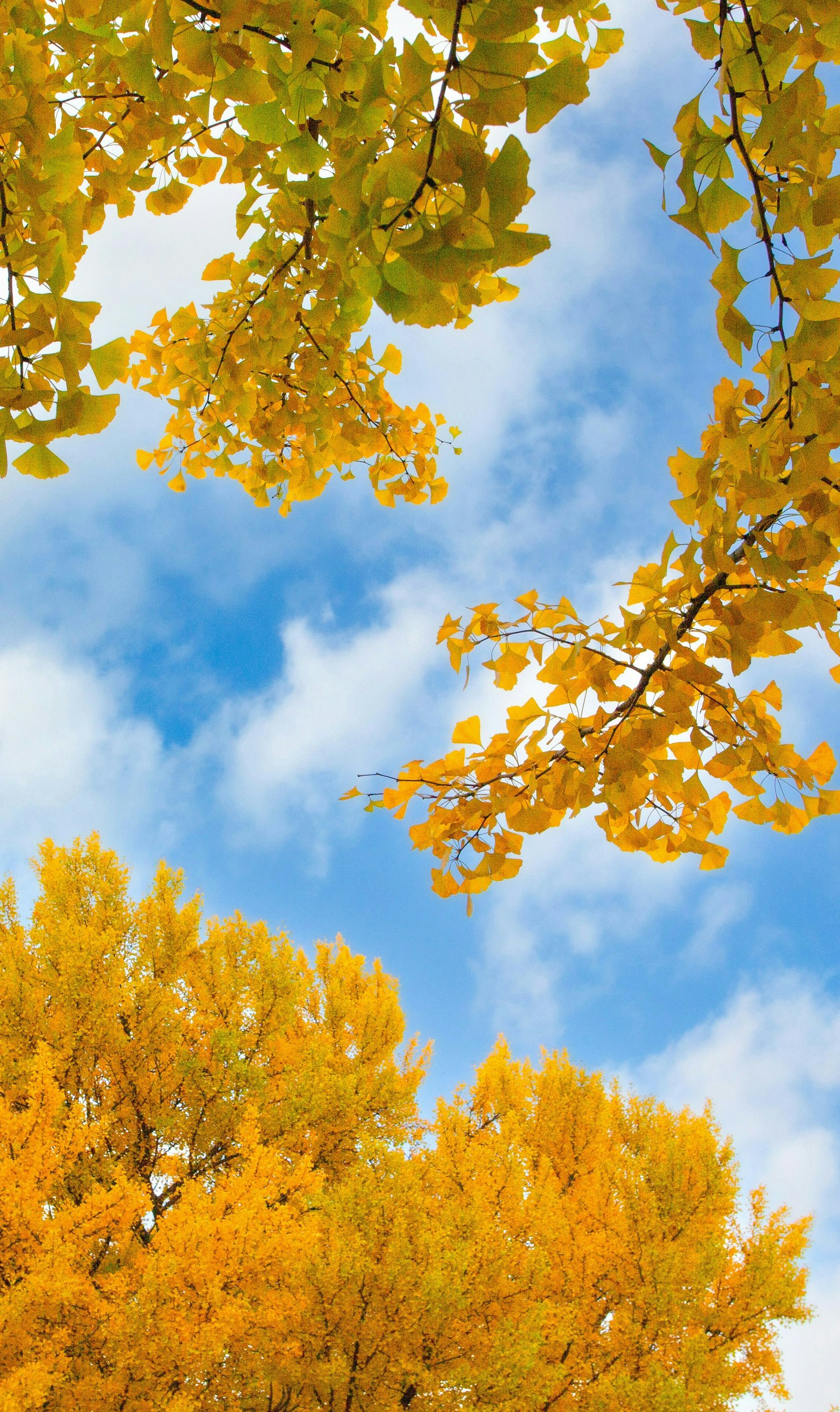 2024-11-yellow-image-4