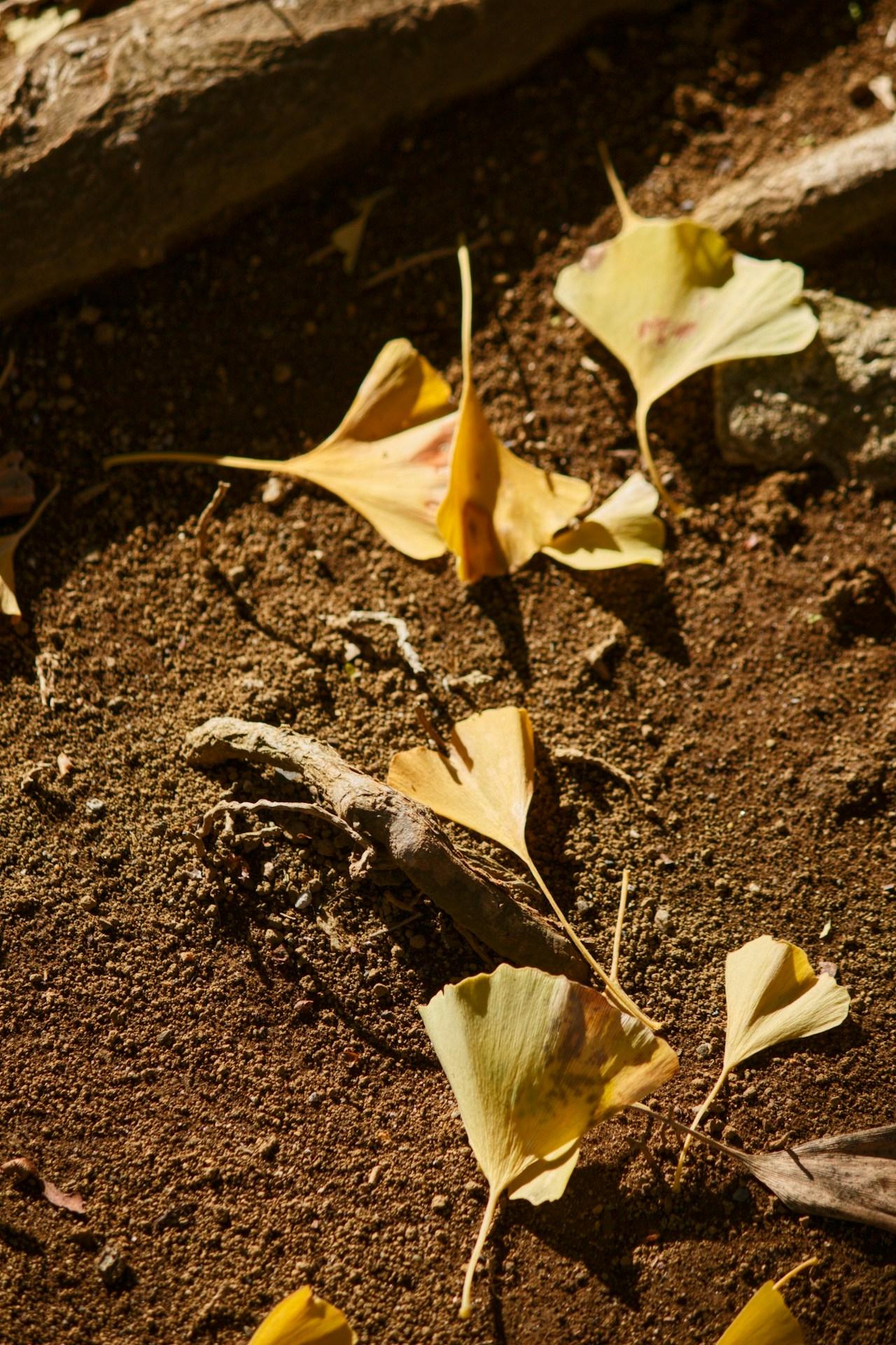 Presentazione del concorso fotografico in corso | Challenge #291
