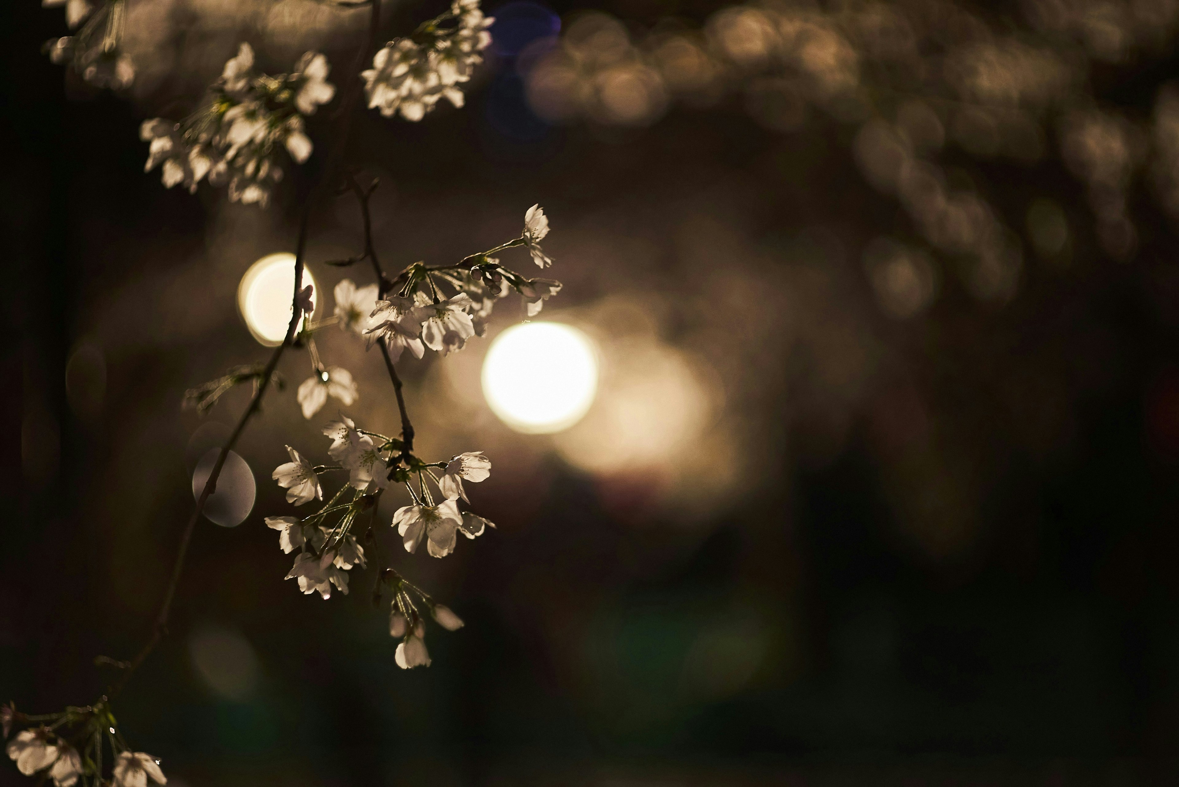 2025-07-kita-snap-philosophy-ilce-7s-image-24