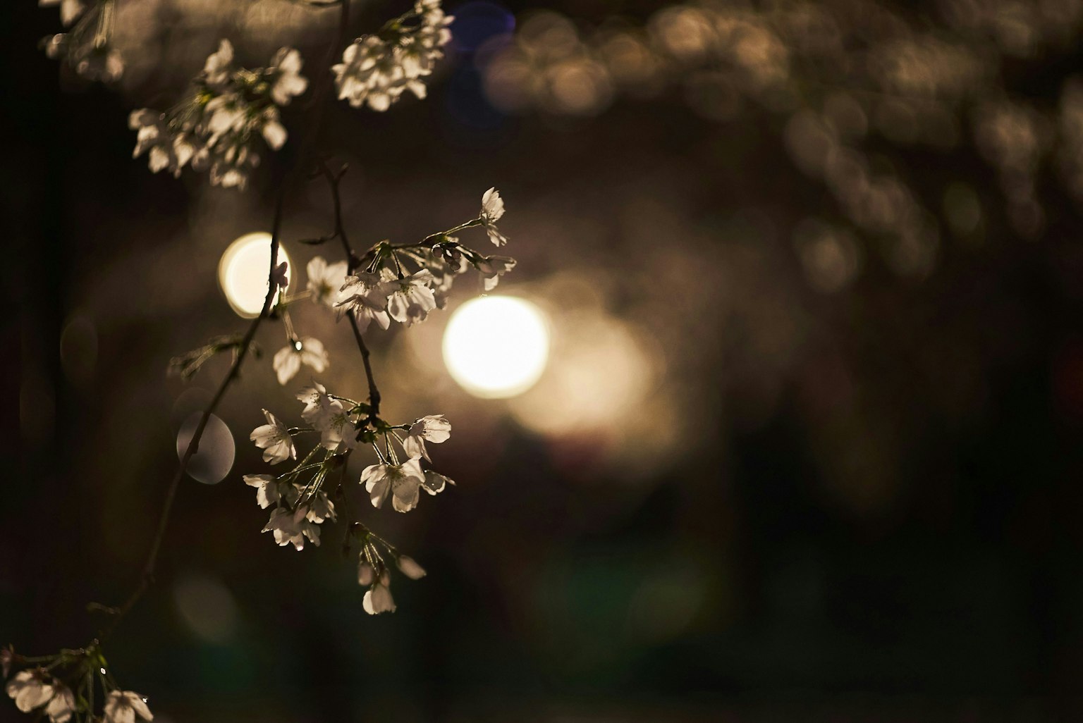 2025-07-kita-snap-philosophy-ilce-7s-image-24