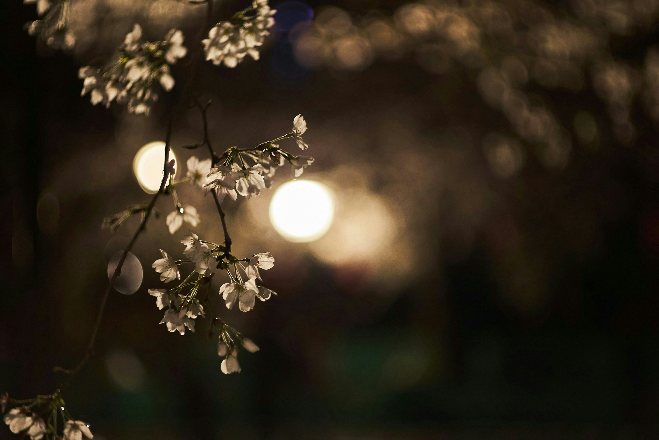 2025-07-kita-snap-philosophy-ilce-7s-image-24