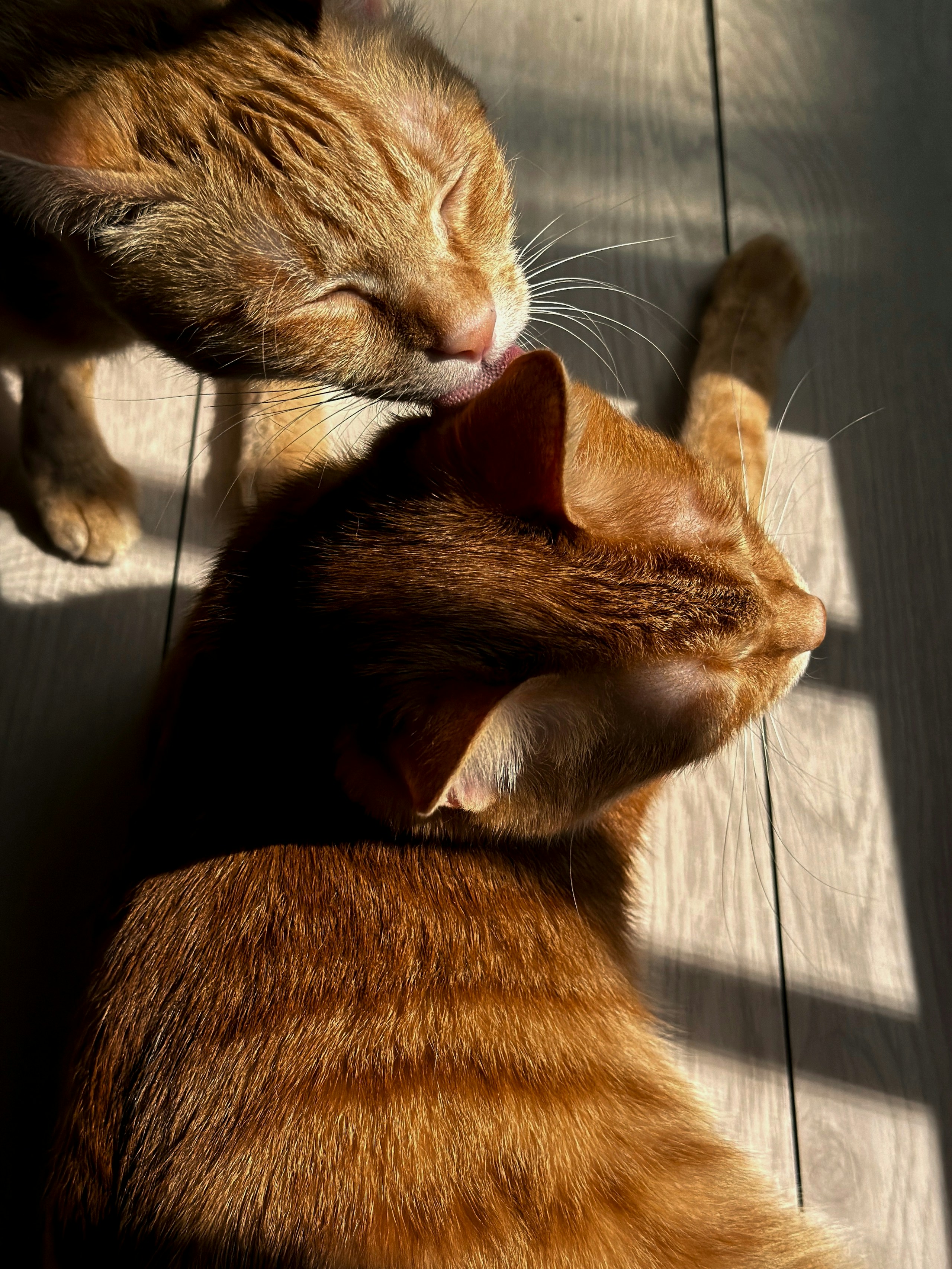2026-04-find-new-pieces-cat-image-30