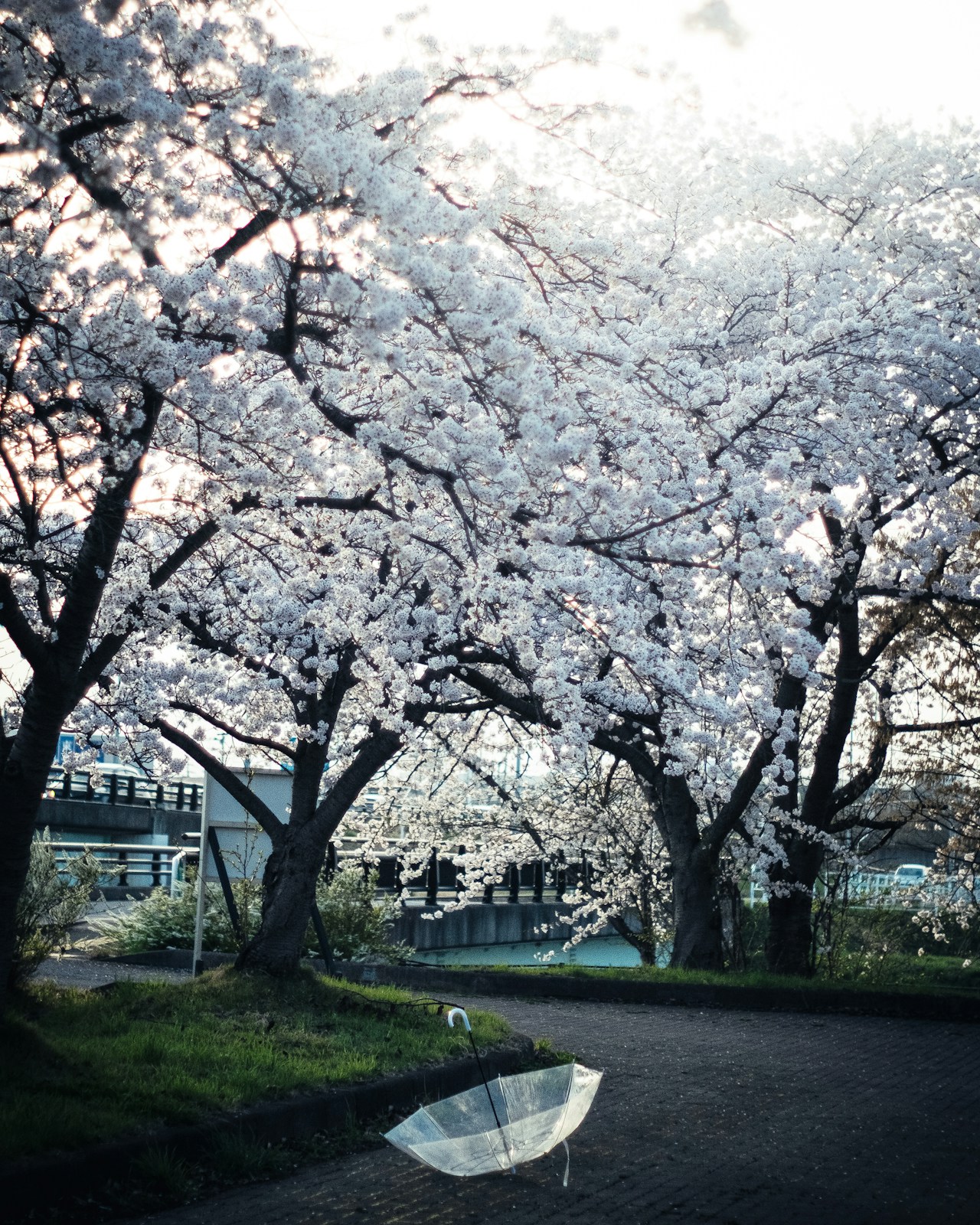 Image by sui