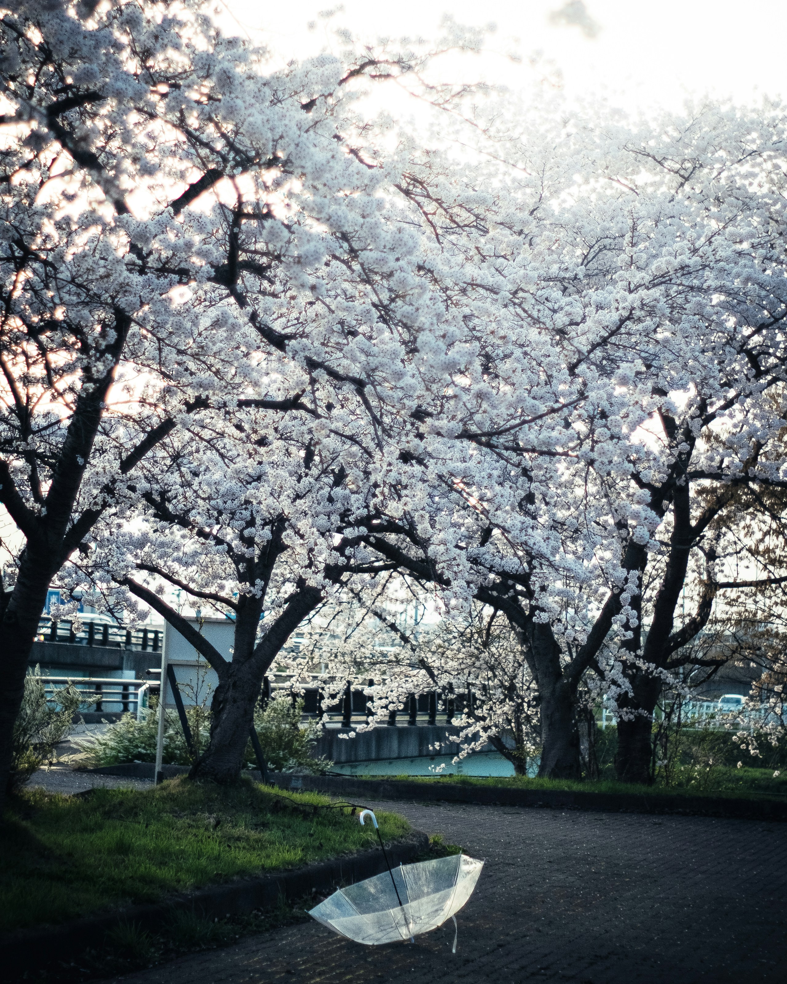 Image by sui