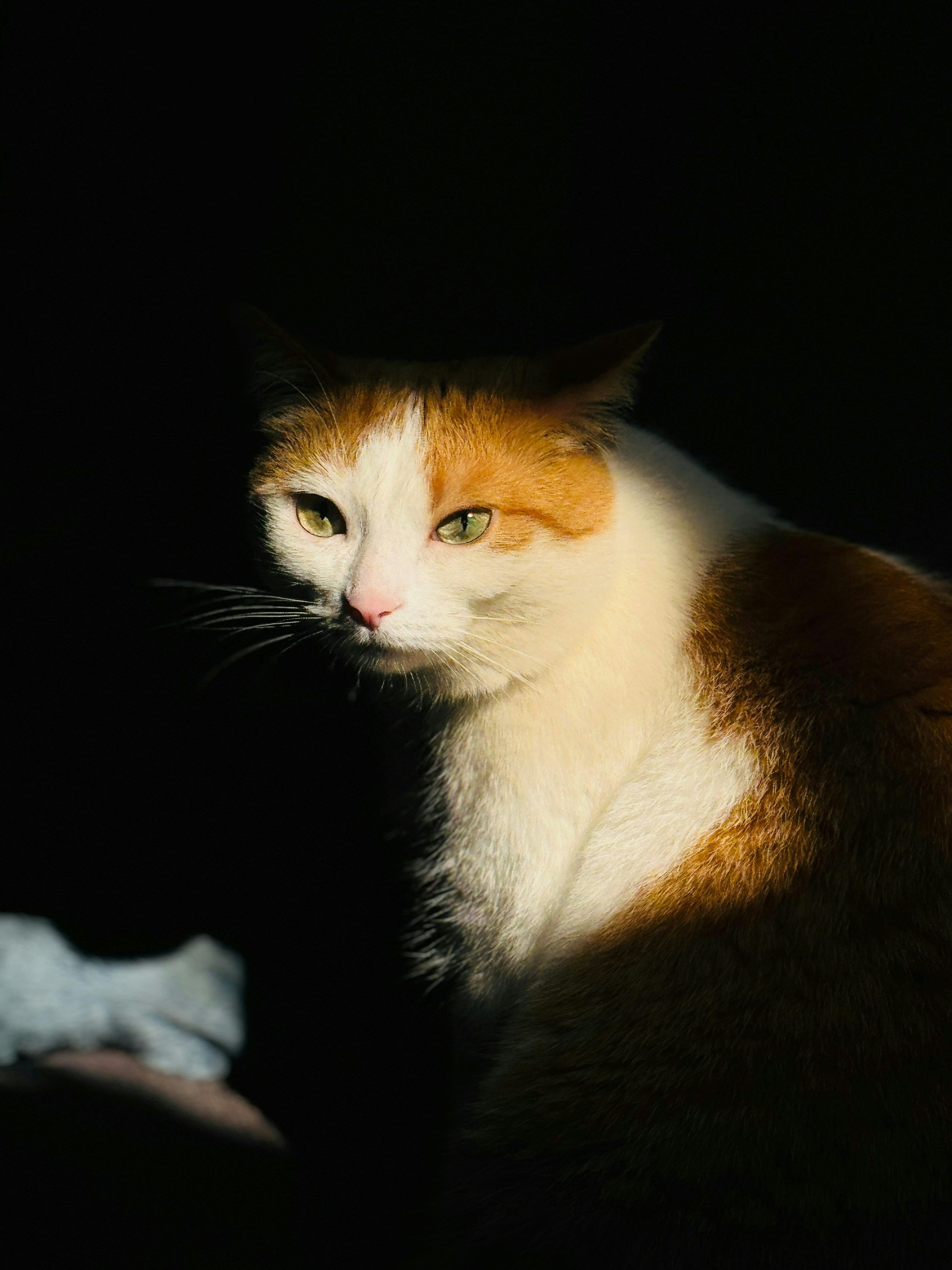 2026-04-find-new-pieces-cat-image-104