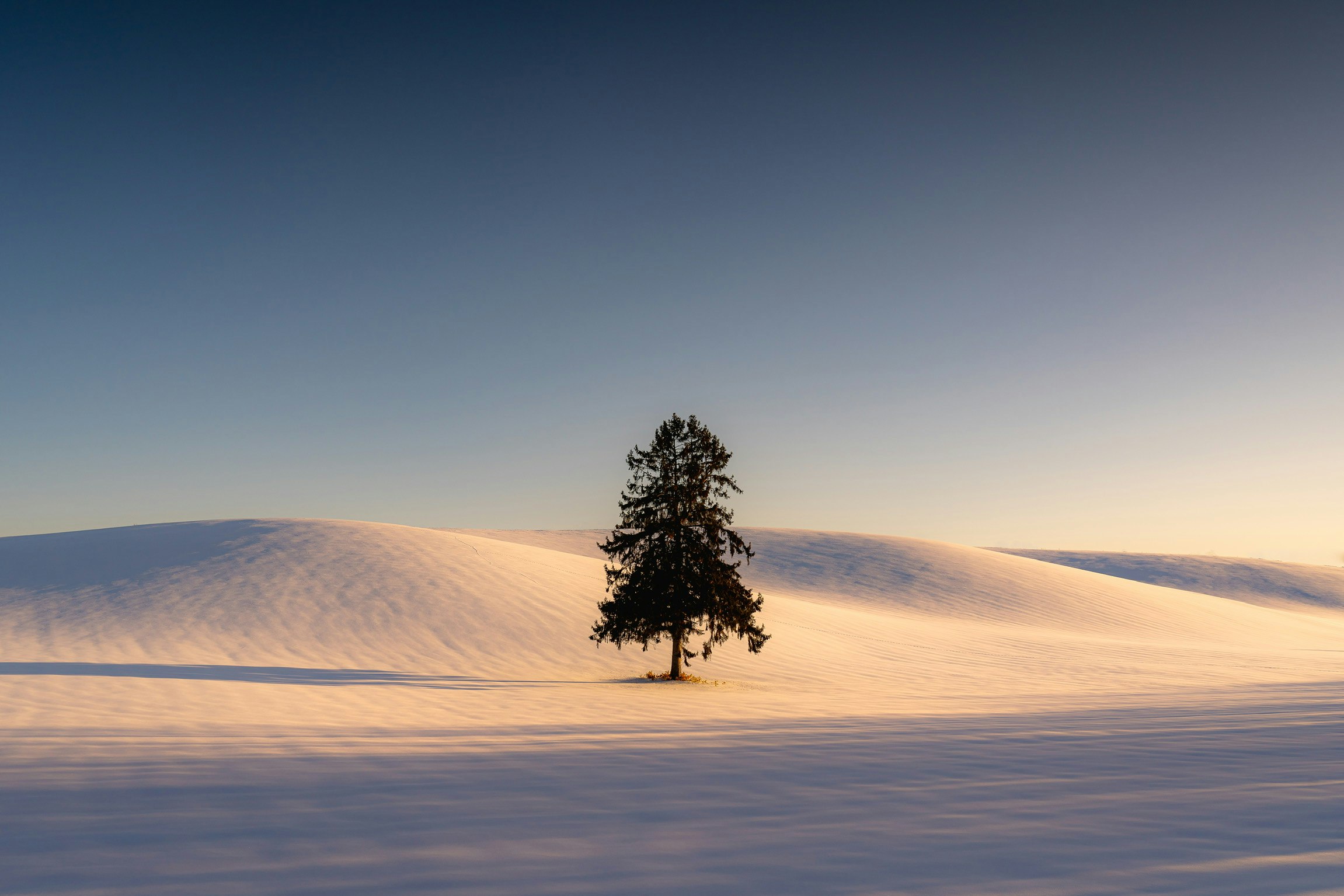 2025-11-ppp-in-sapporo-cover-image