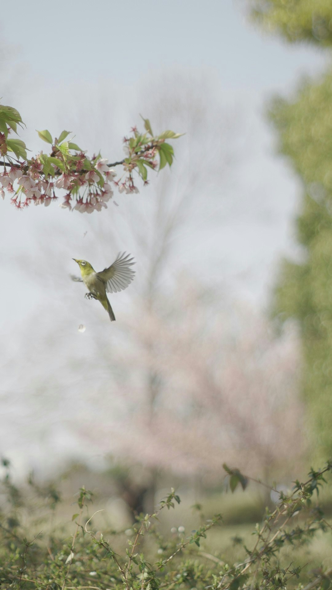 2025-04-mayu2024-oldlens-miracle-moments-image-8