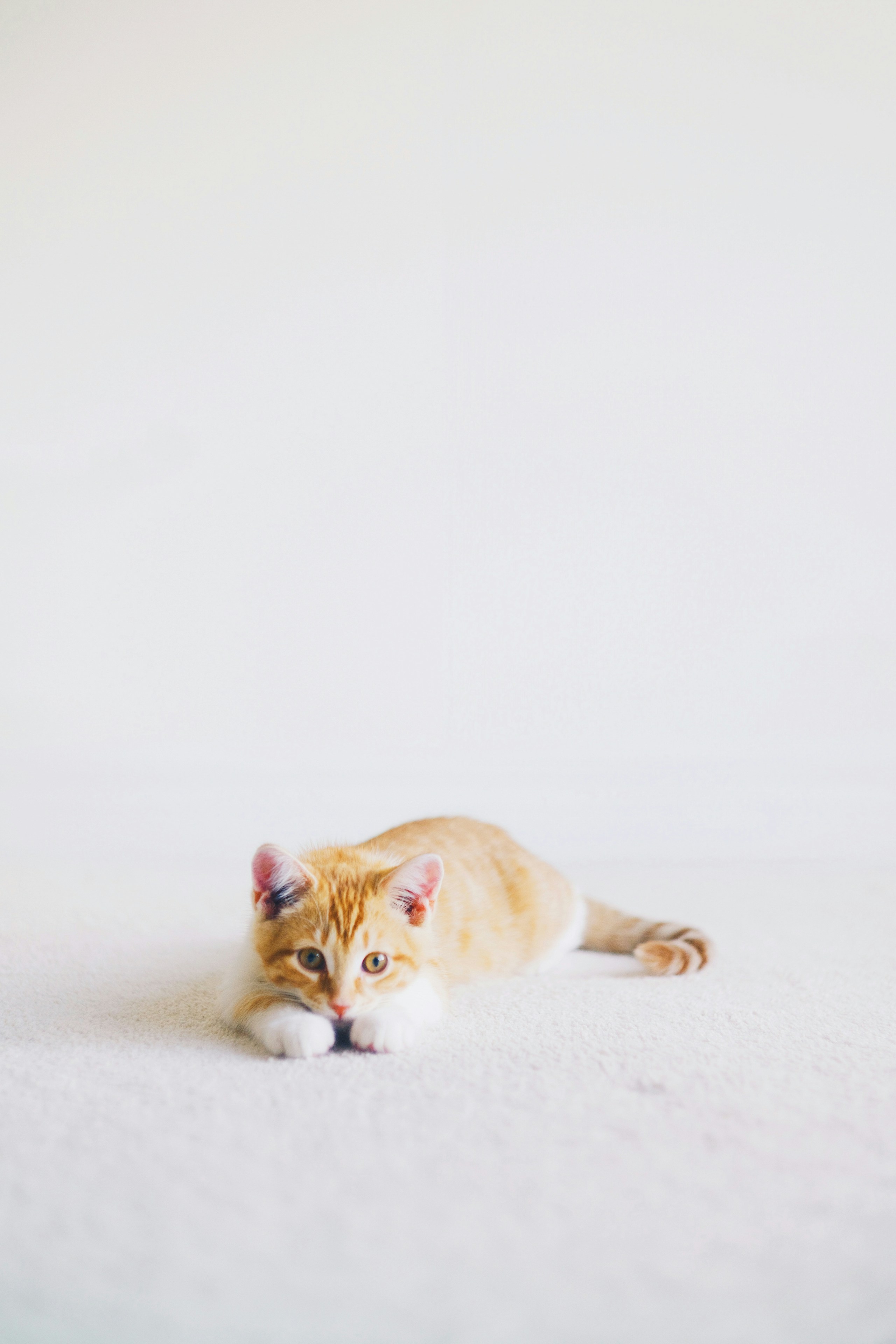 2026-04-find-new-pieces-cat-image-50
