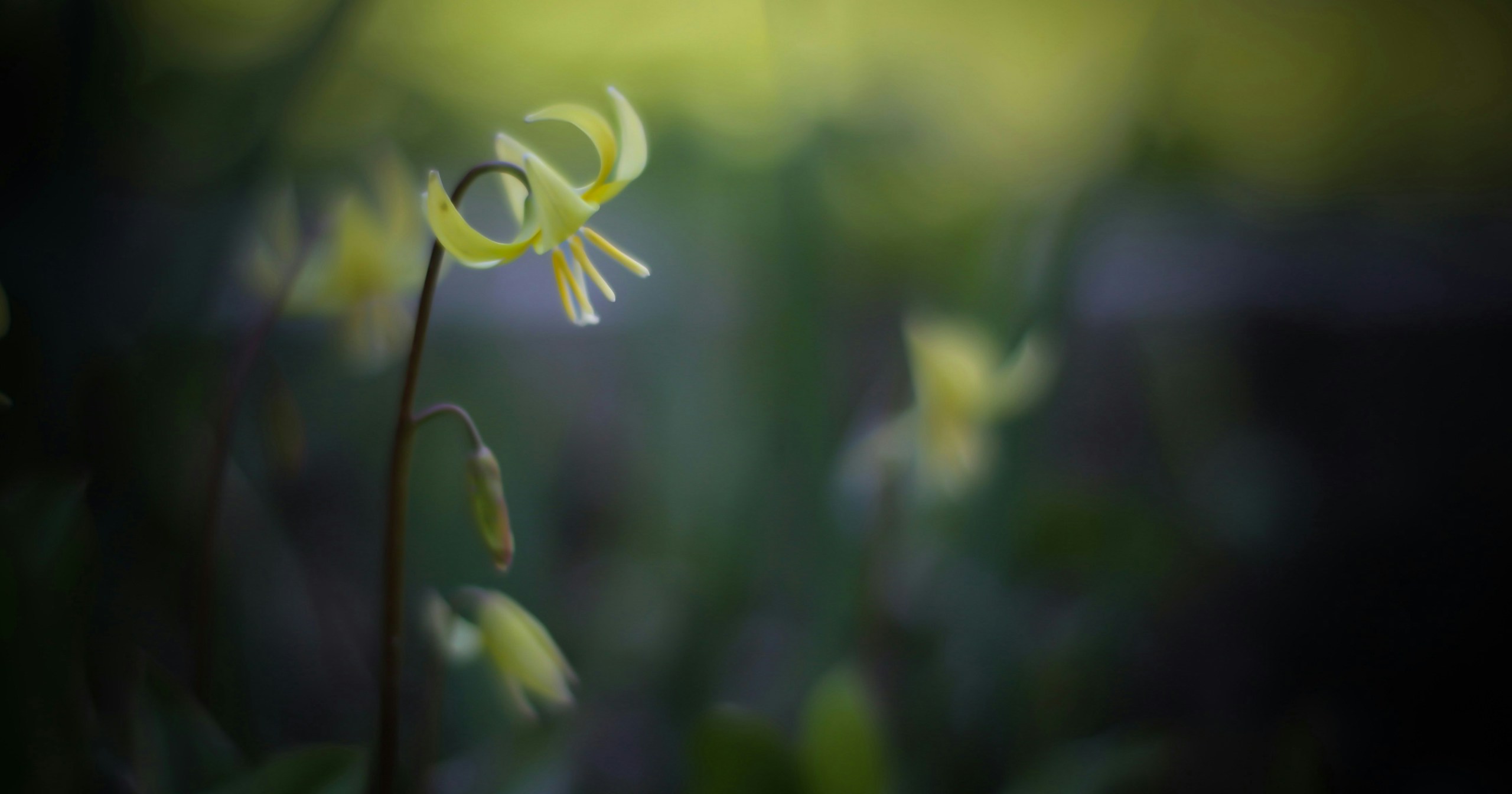 Capture March! Top 10 Photography Subjects to Feel the Breath of Spring | Release #458