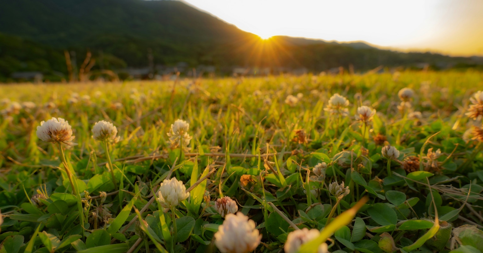 2024-08-100-years-of-green-award-cover-image