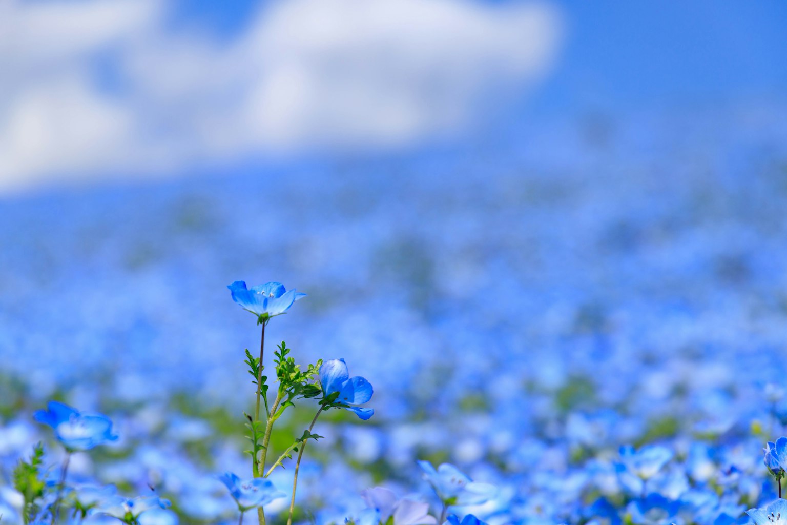 2024-06-spring-landscape-award-image-10