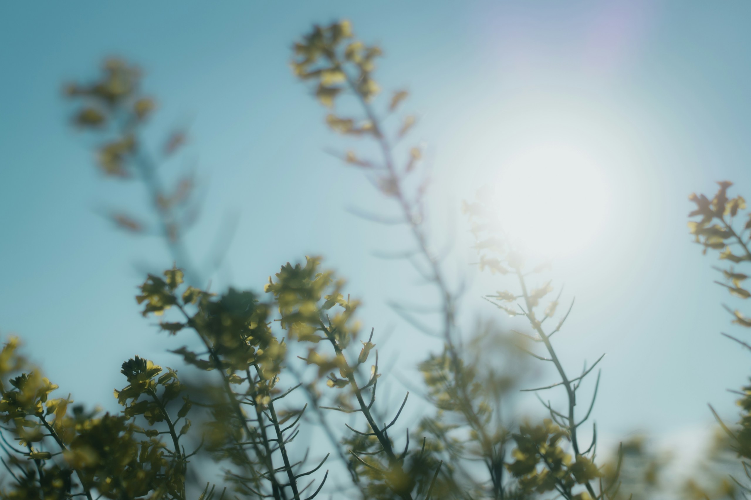 Image by daphoto