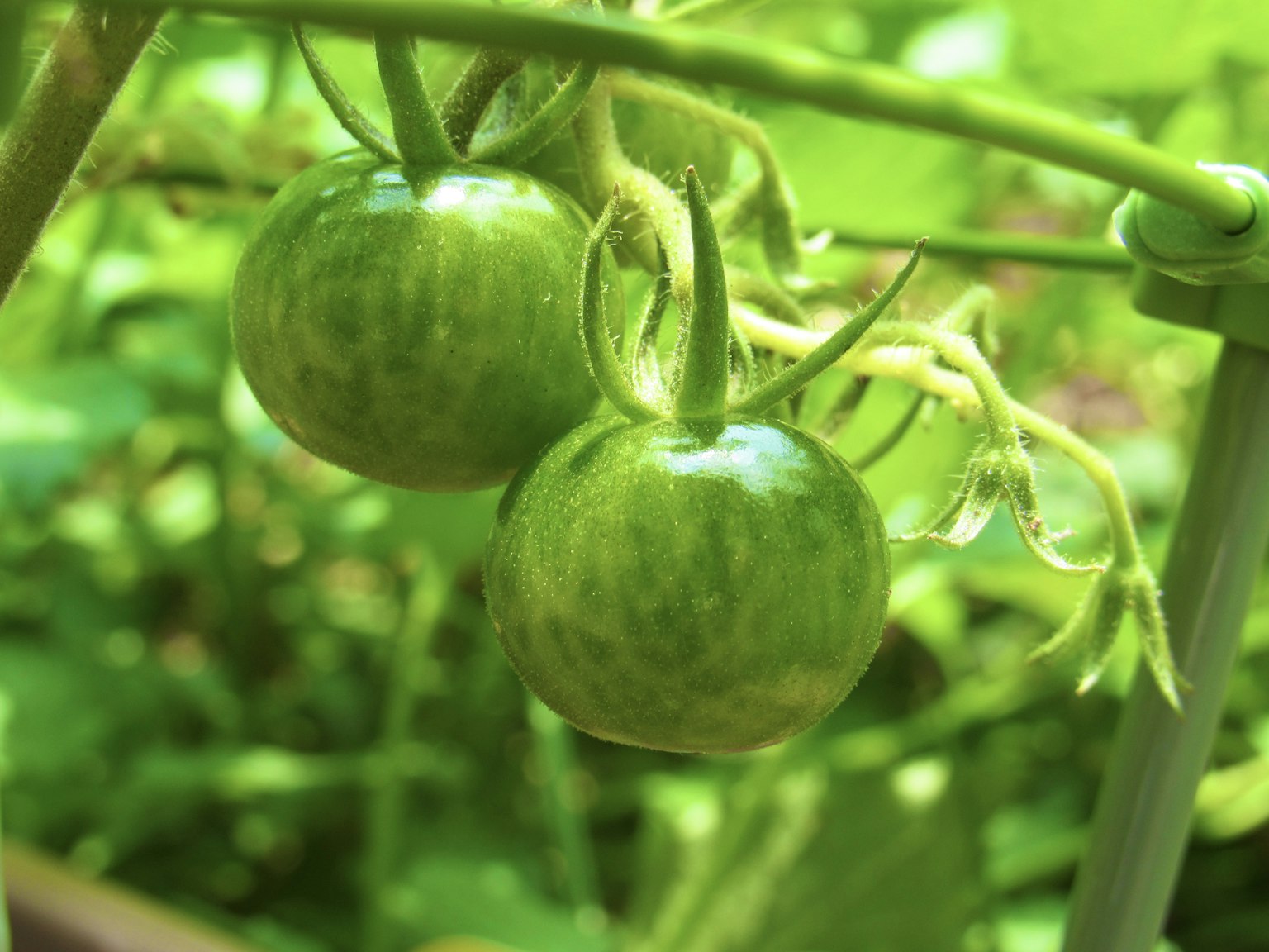 2024-05-green-meanings-image-2