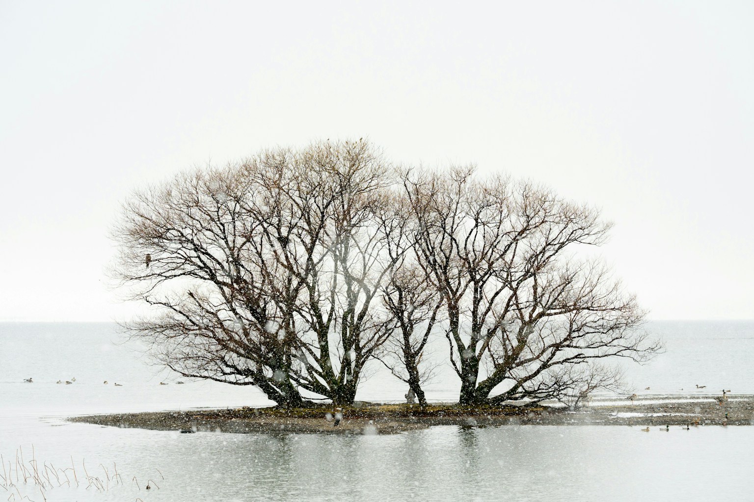 2026-02-rendering-and-operability-nikkor-z-100-400-image-16