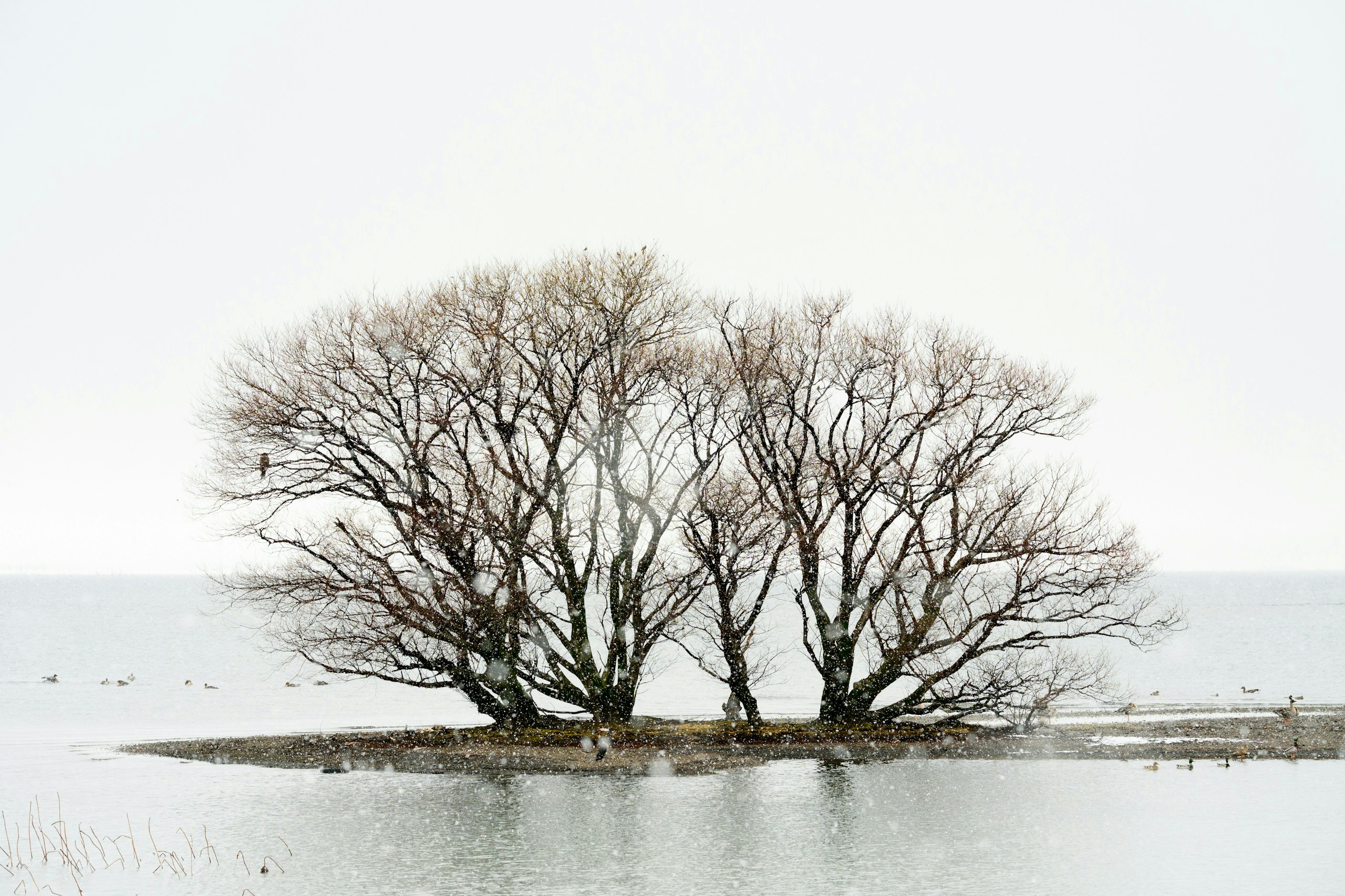 2026-02-rendering-and-operability-nikkor-z-100-400-image-16