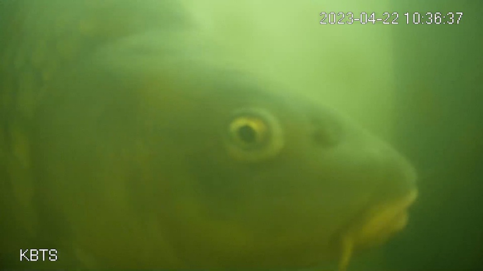 2024-03-fish-gate-image-5