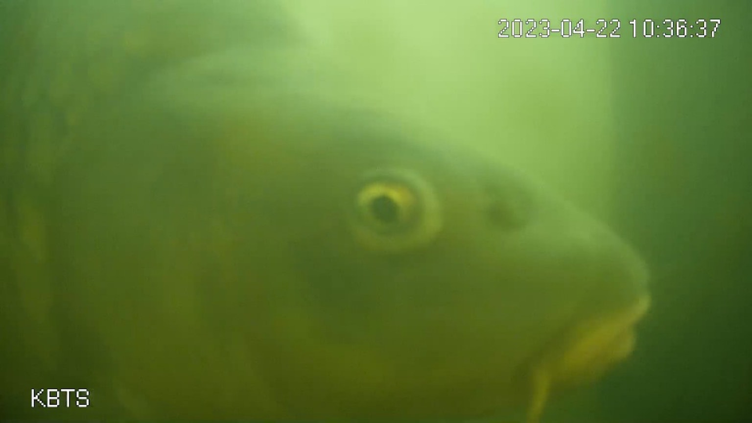2024-03-fish-gate-image-5
