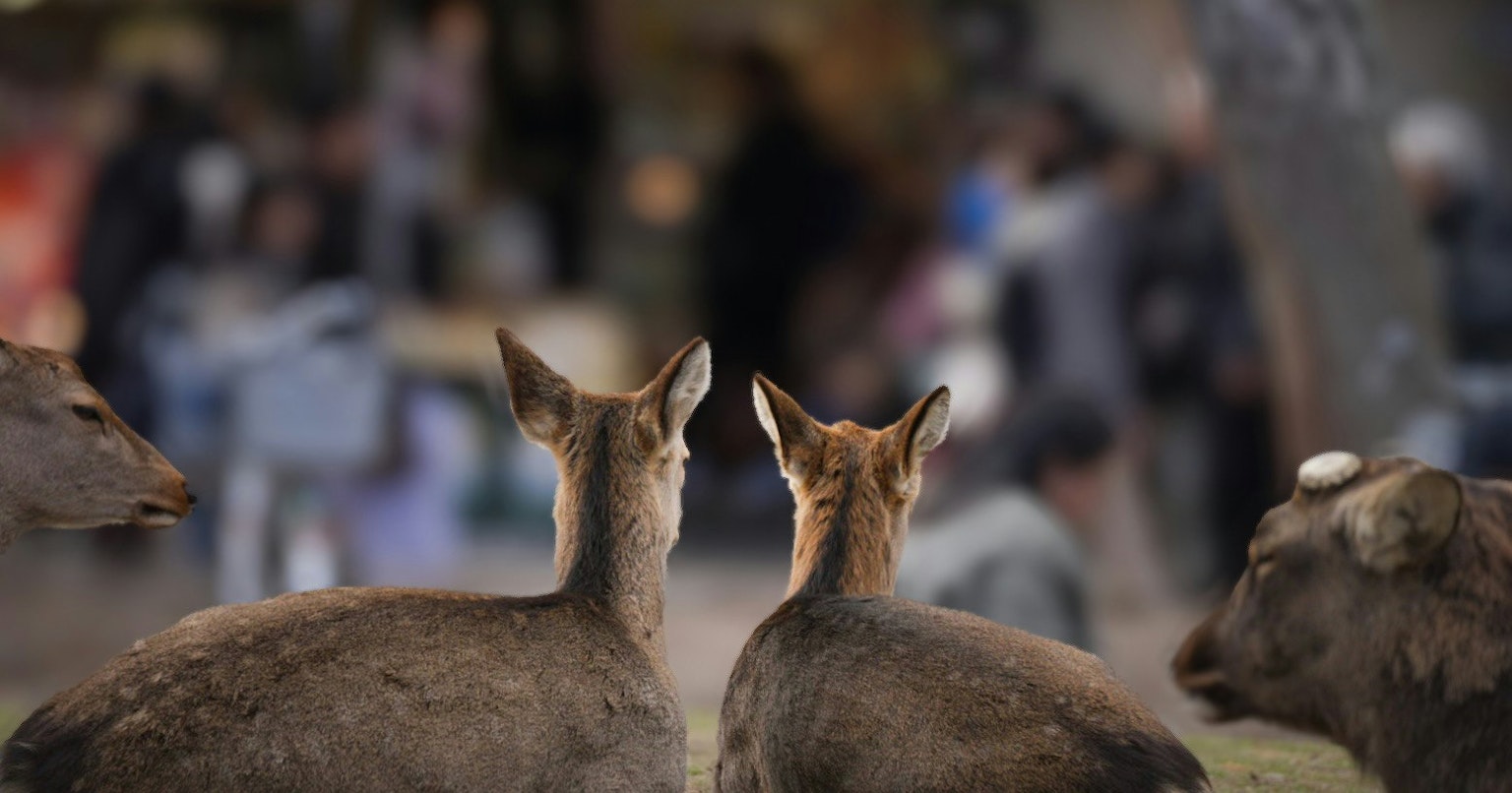 2025-12-ppp-in-nara-cover-image