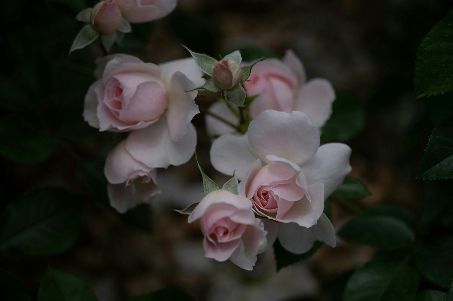 2025-03-encounter-with-camera-image-26