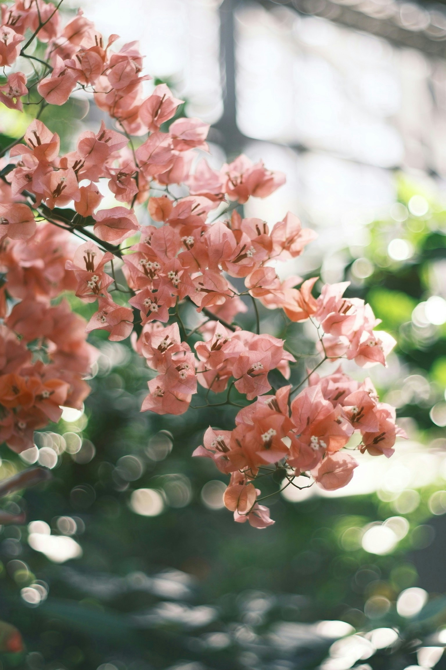 2026-04-find-new-pieces-flower-image-20