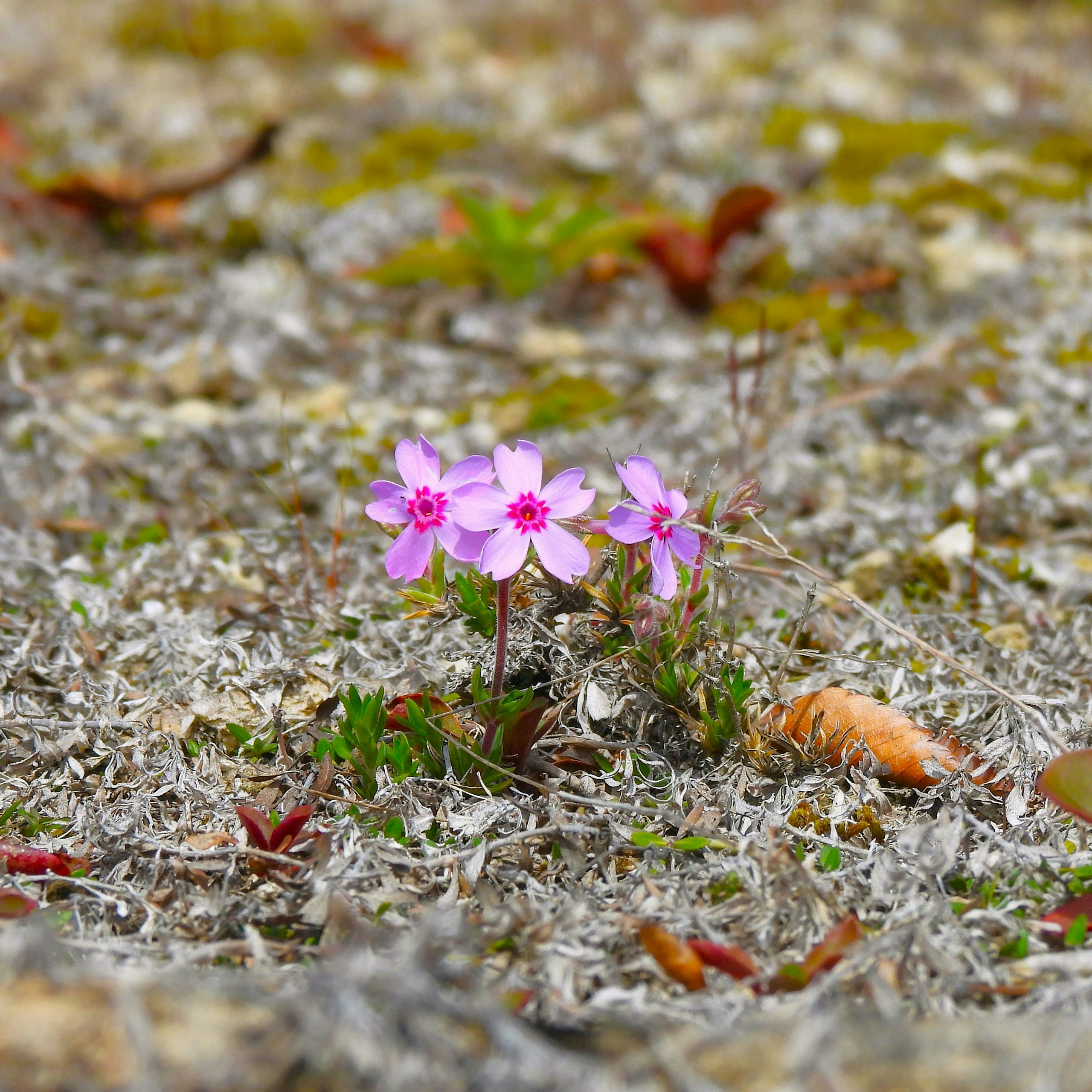 2026-04-bloom-report-image-5