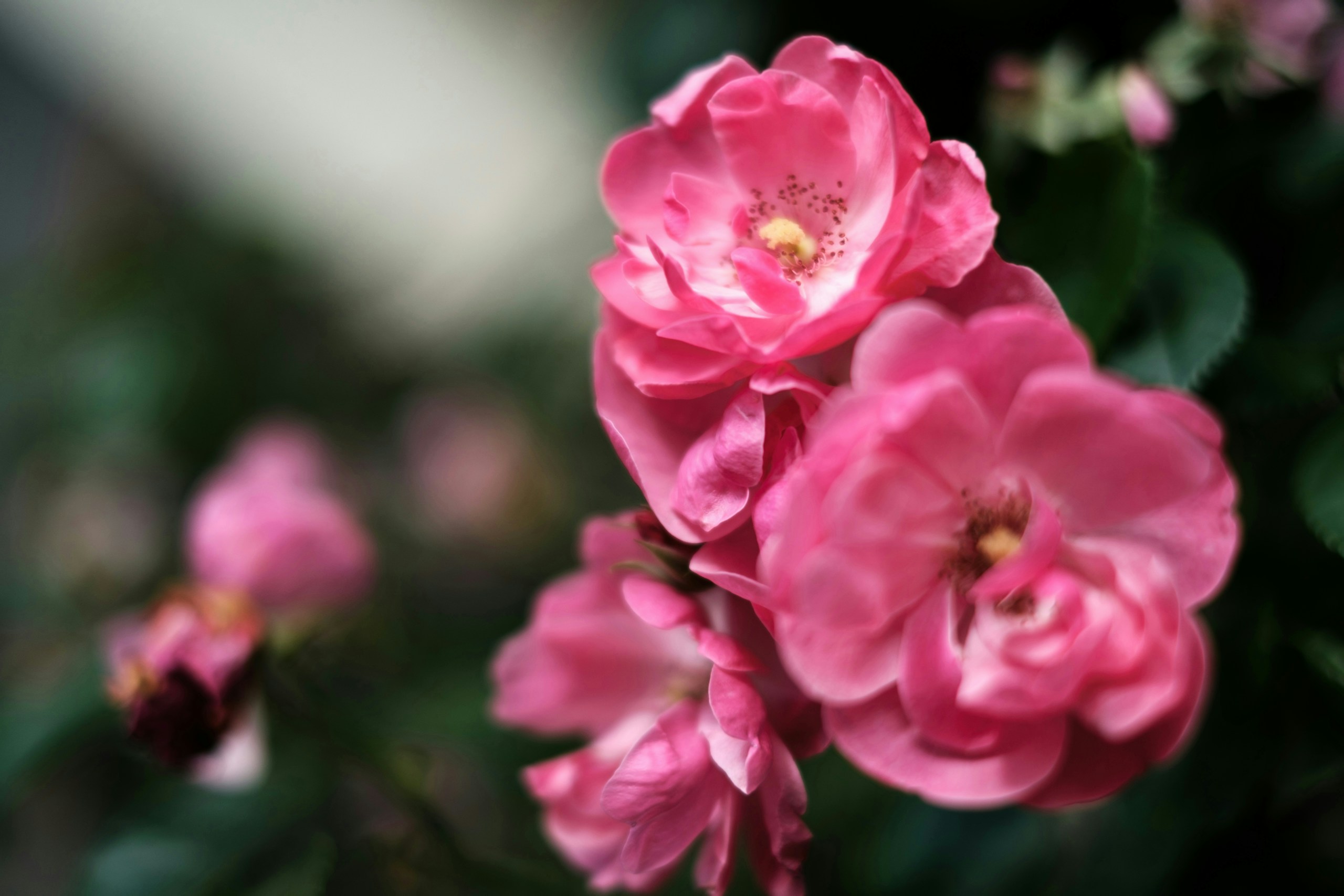 2026-07-lens-that-evokes-memories-of-life-image-12
