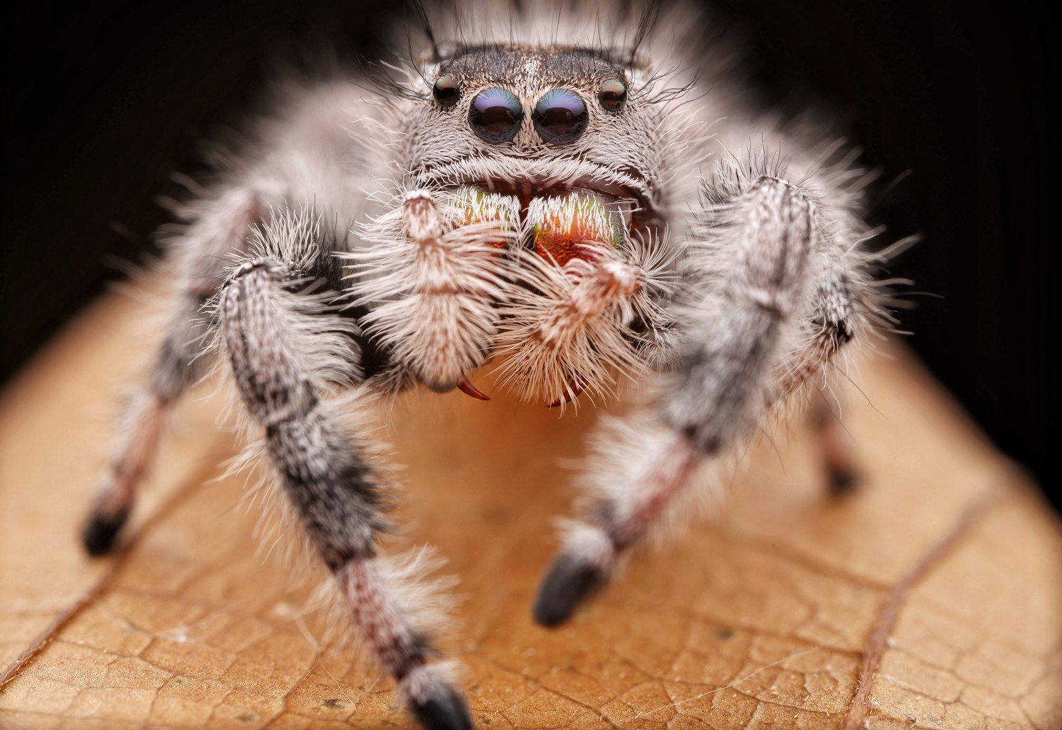 2024-04-astrhori-25mm-image-6