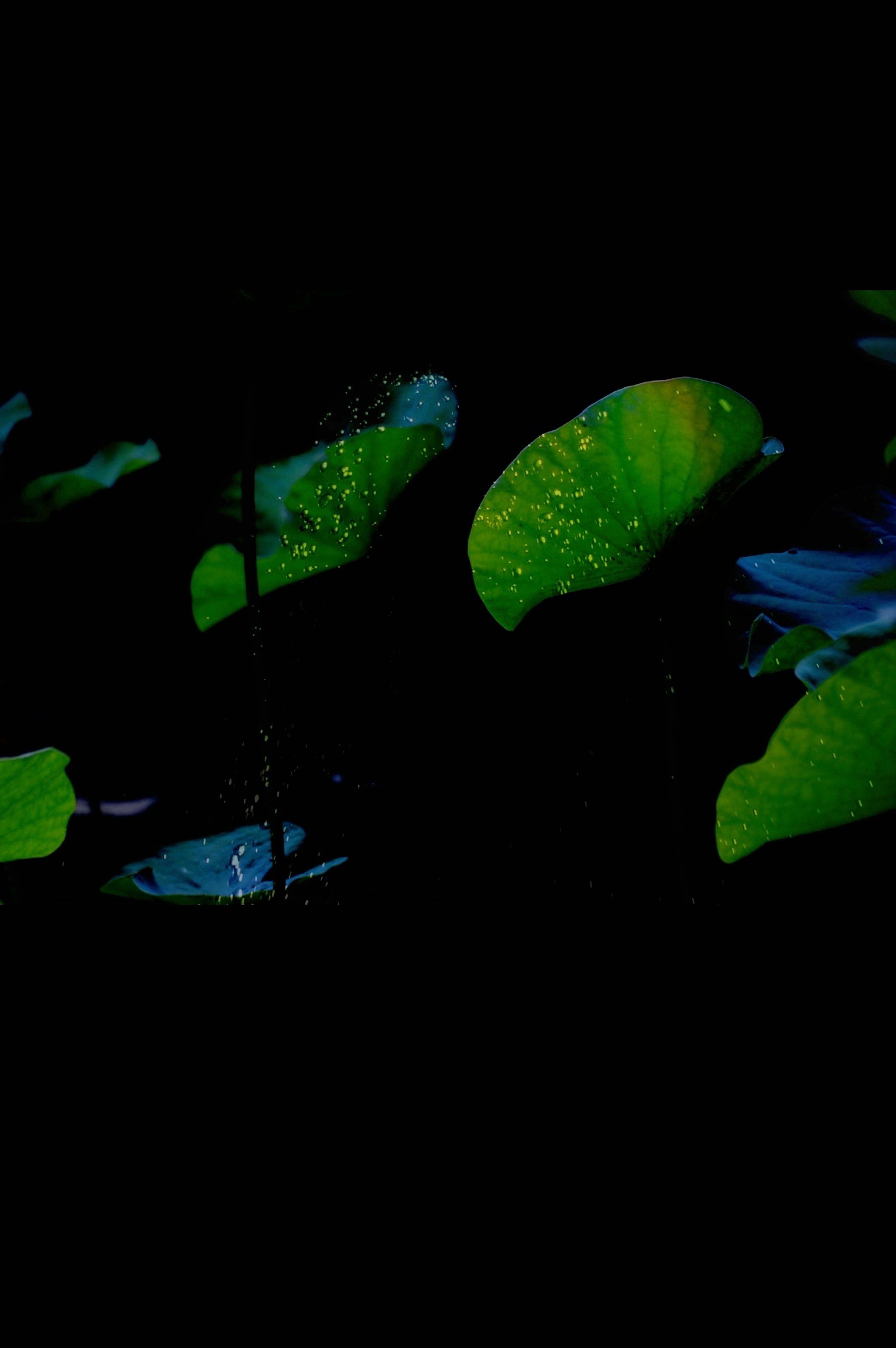 2024-05-focus-on-color-green-image-13