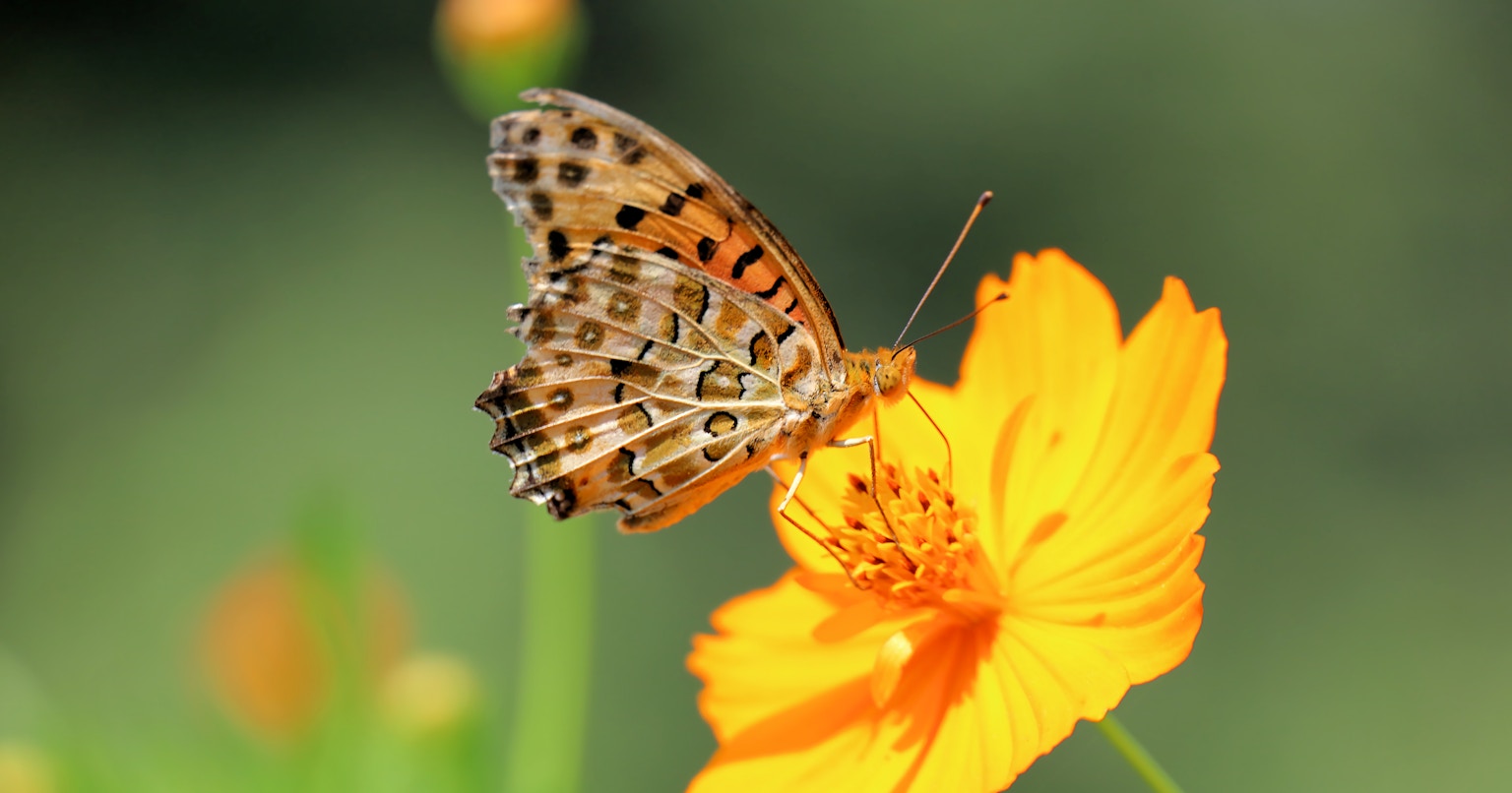 2024-04-spring-landscape-cover-image