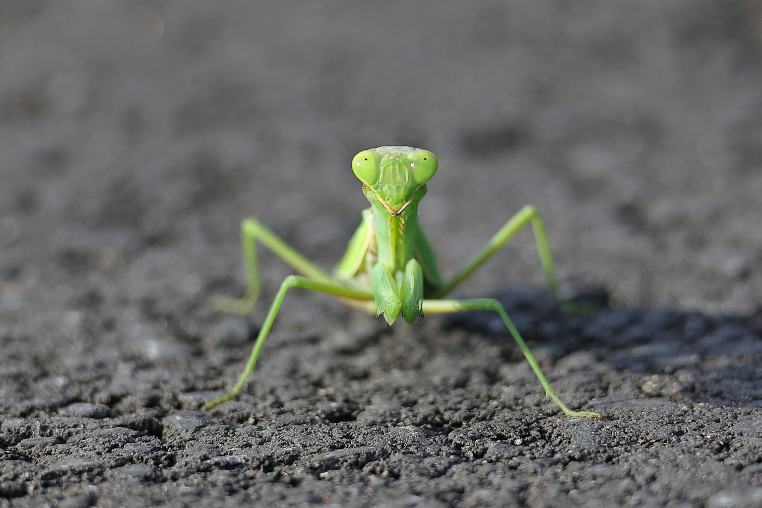 2024-04-macro-world-of-insects-image-16