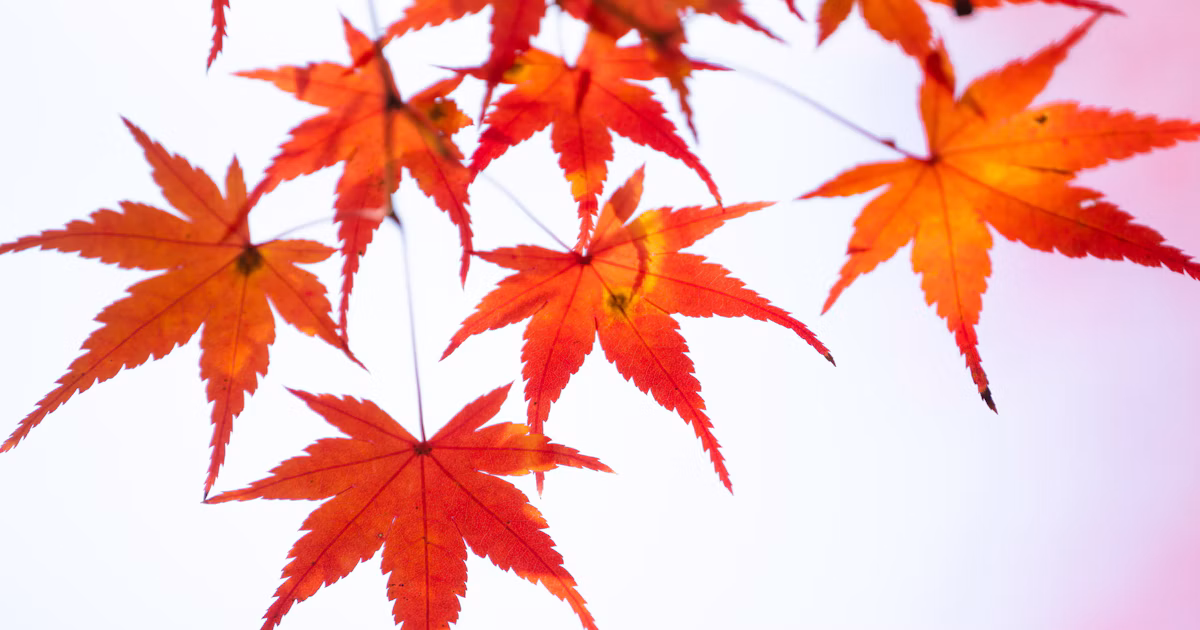 #紅葉 | Kilauan Musim Gugur | Focus #23