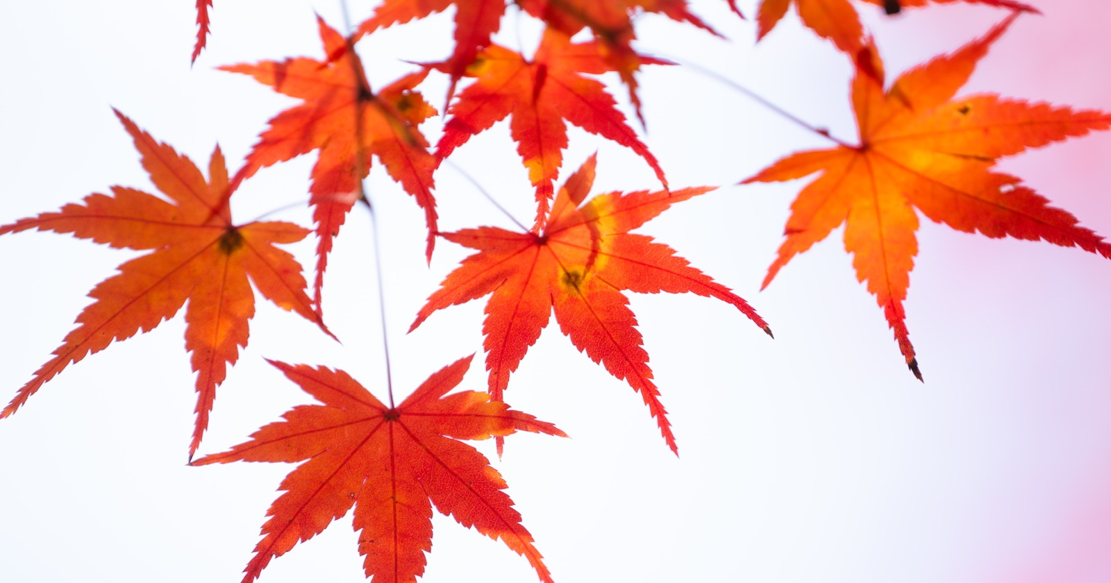 #AutumnLeaves | Autumn Radiance | Focus #23