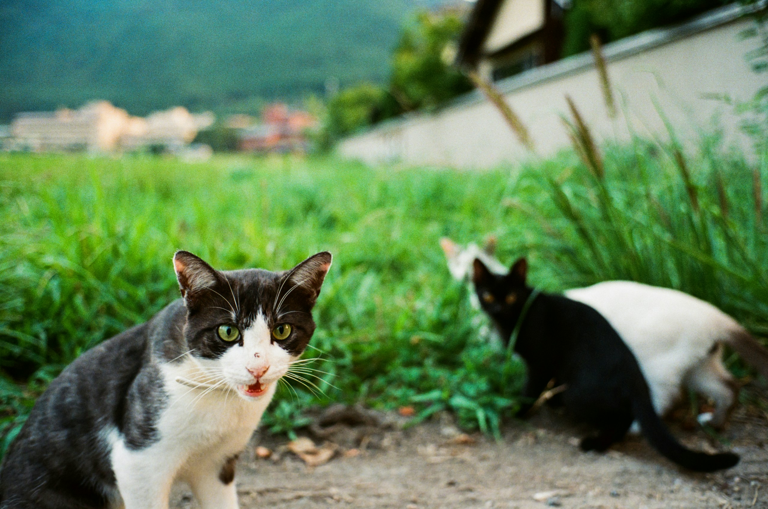 2026-04-find-new-pieces-cat-image-84