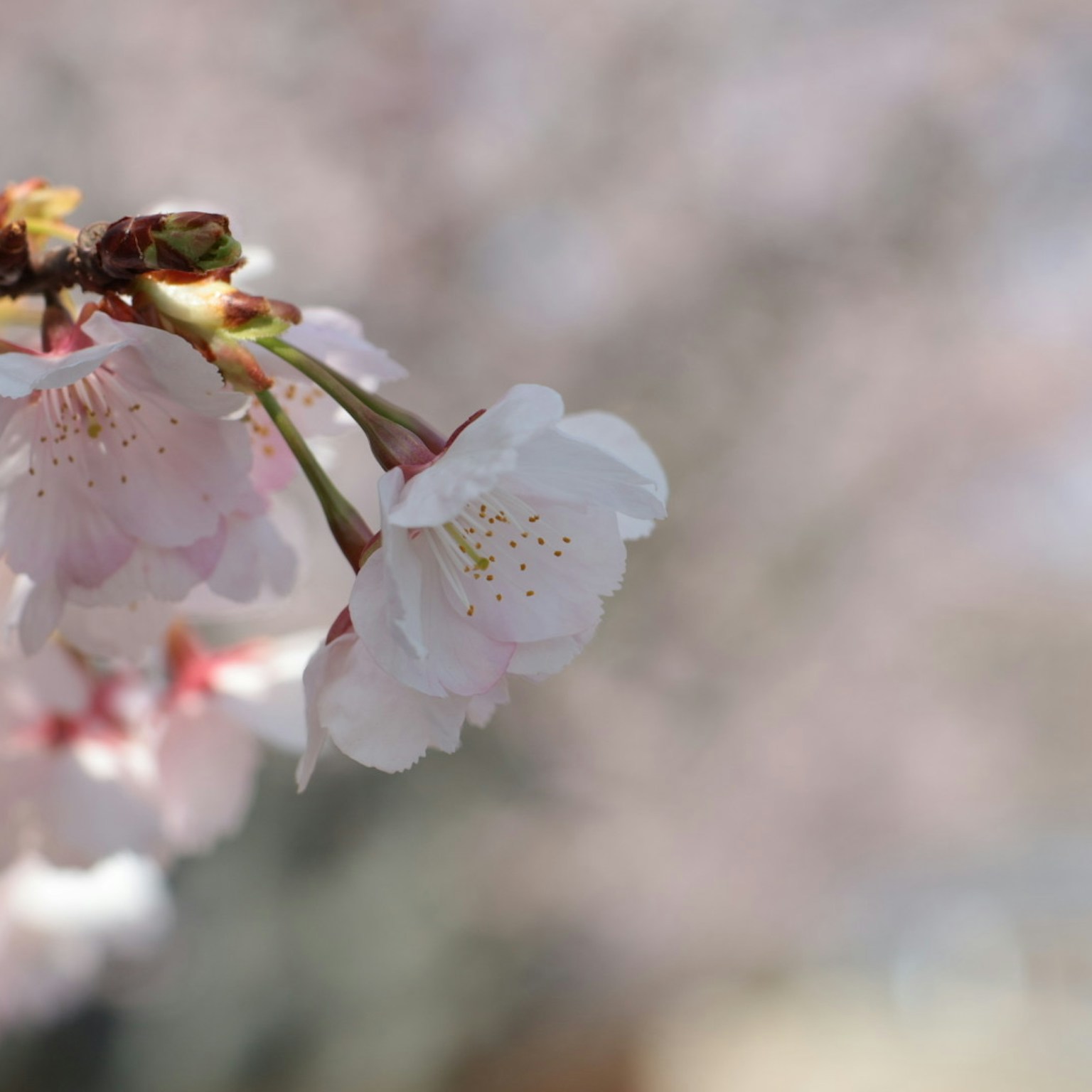 2024-03-sakura-news-cover-image
