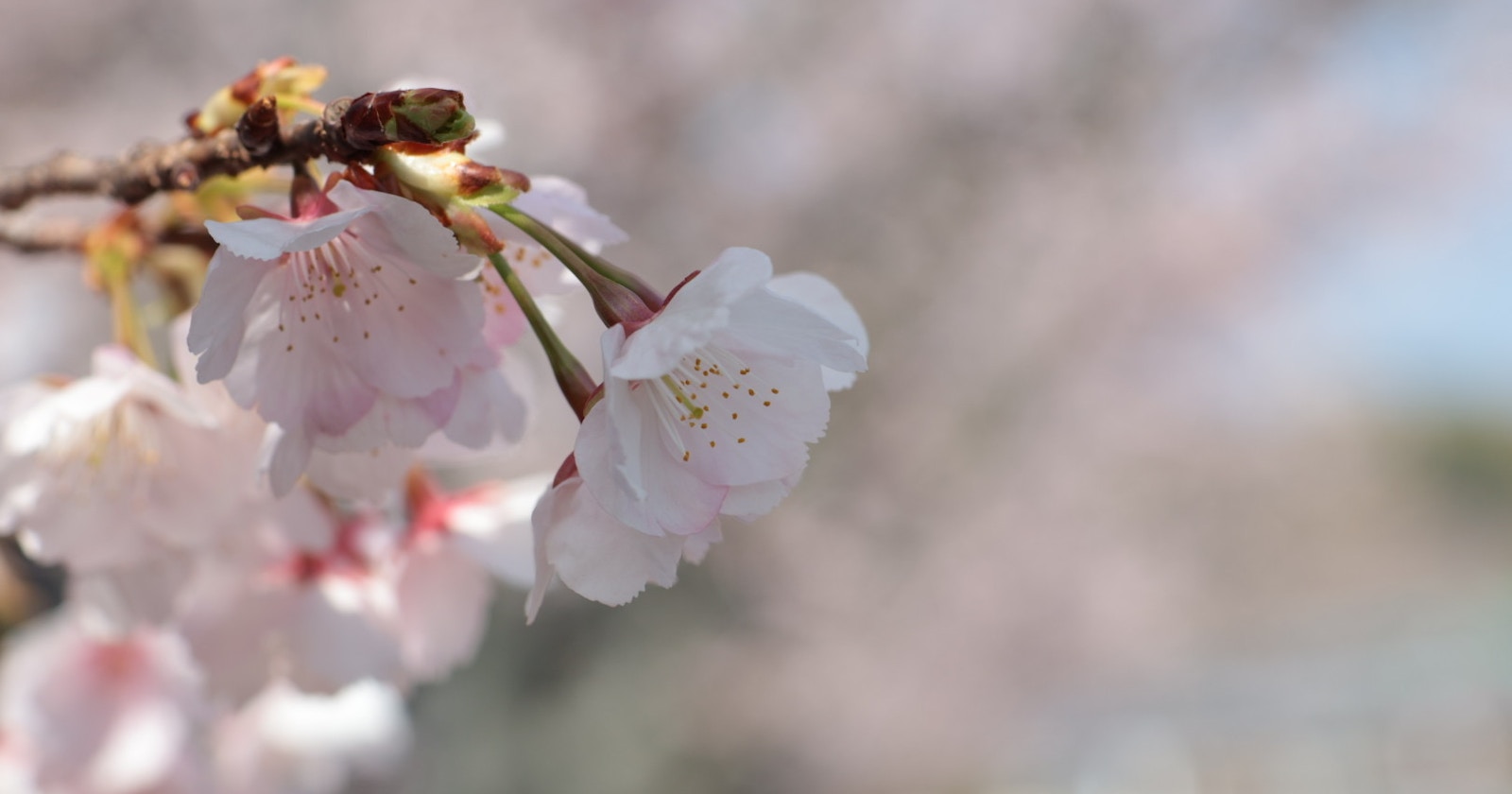 Prepararsi per le riprese dei fiori di ciliegio 2024: Previsioni di fioritura da Nagoya e Gifu a Sapporo | Japan Weather Corporation
