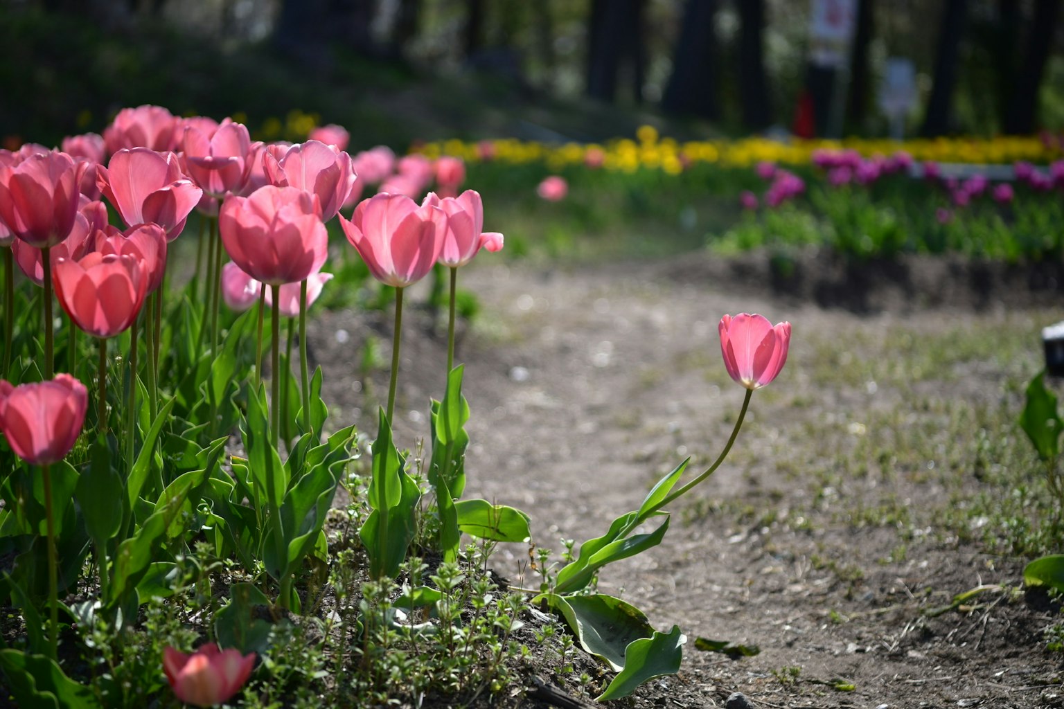 2024-06-spring-landscape-award-image-6