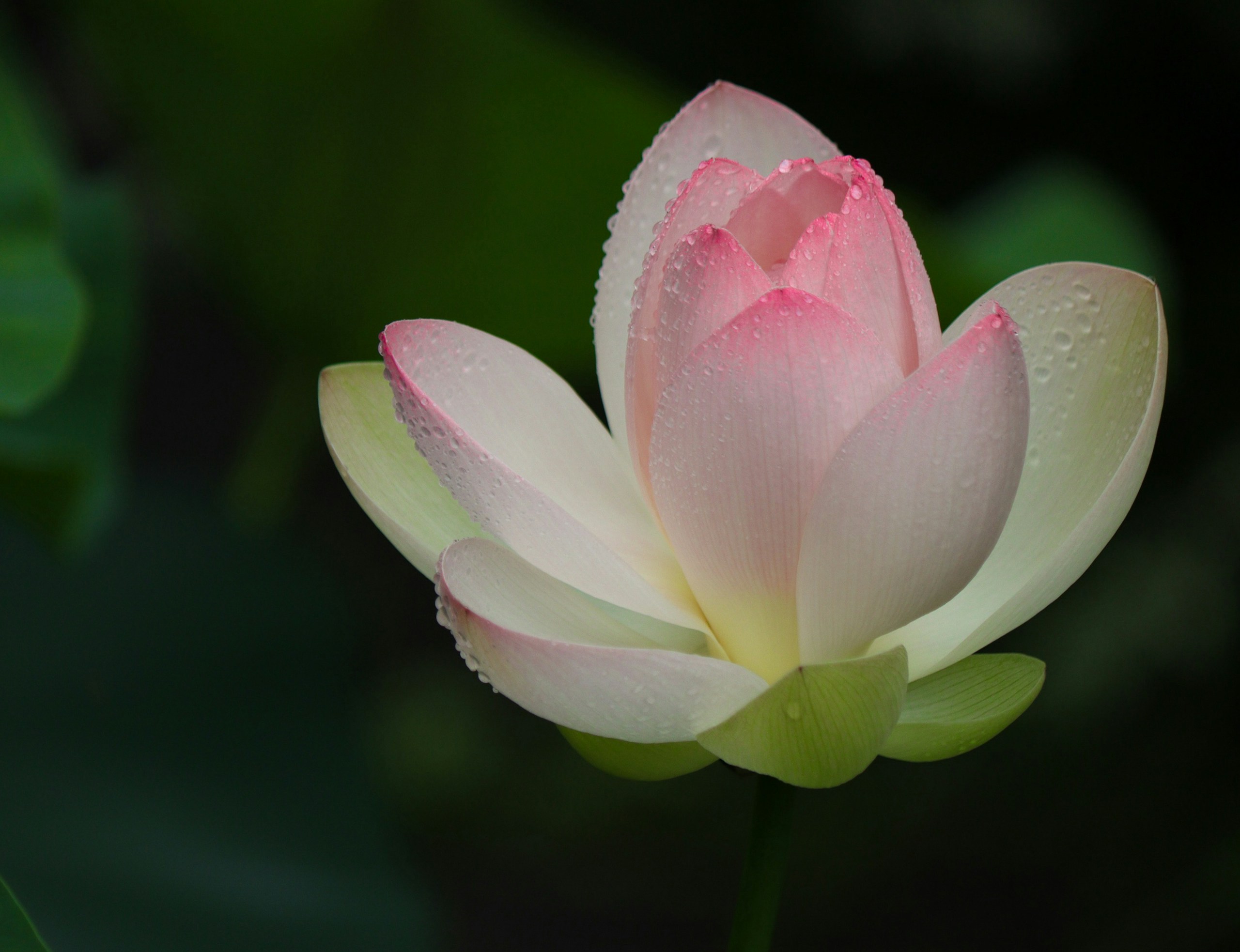 2024-08-100-years-of-future-blooms-image-8