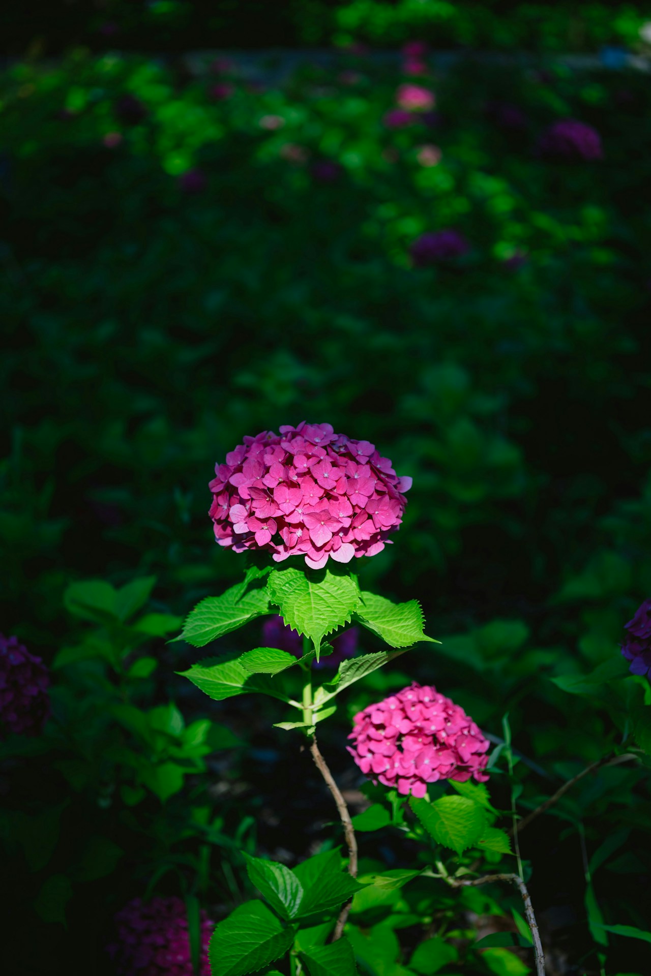 Photo by masa