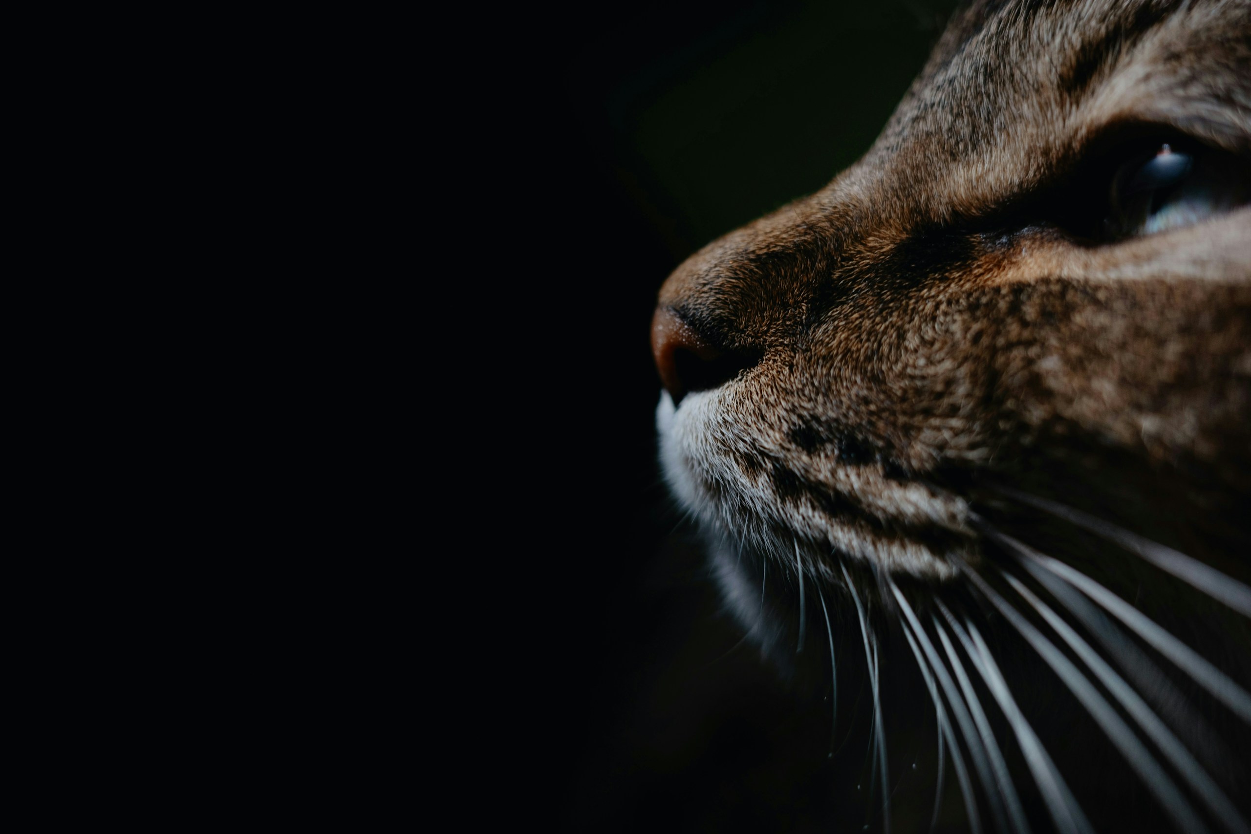 2026-04-find-new-pieces-cat-image-46