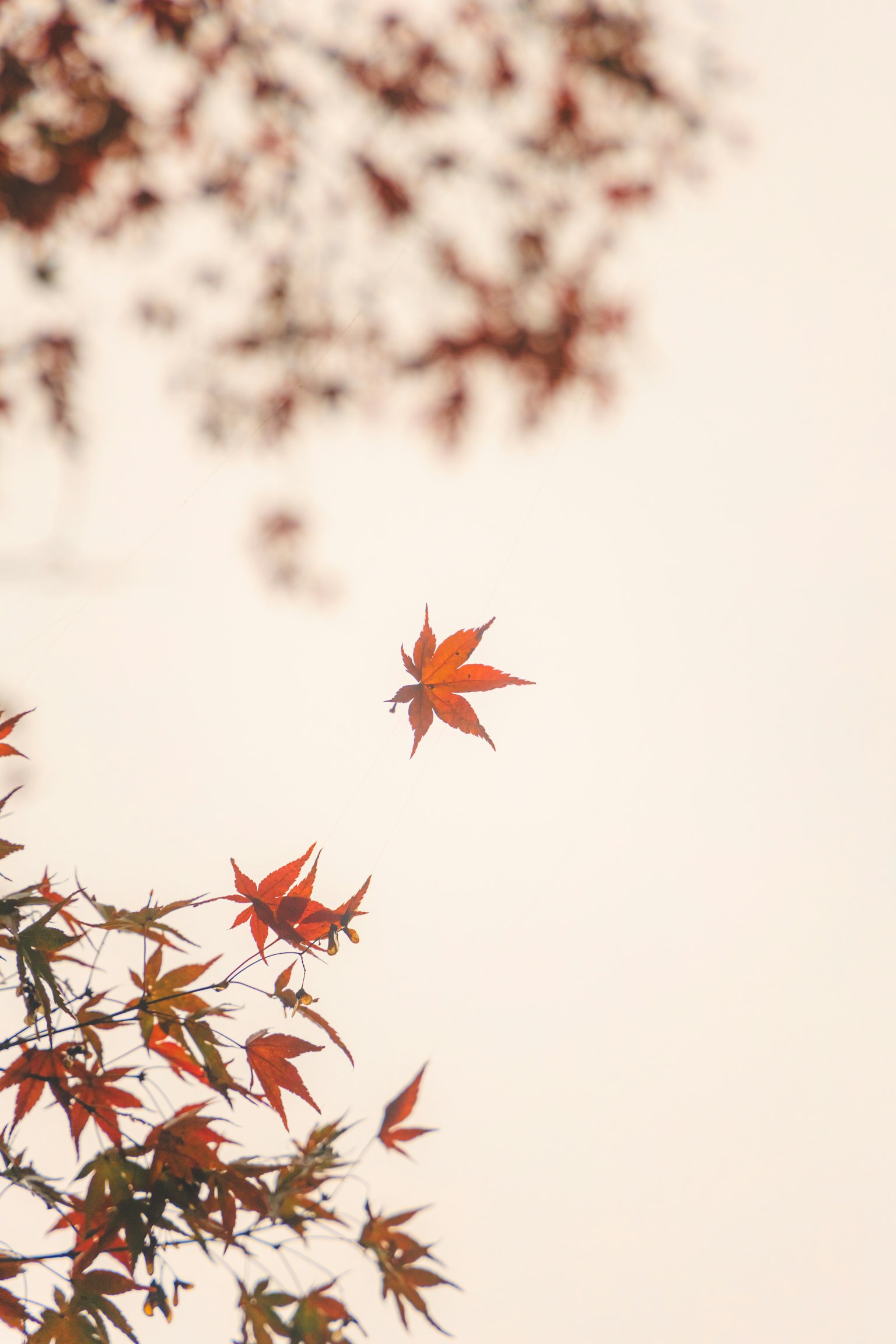 2024-09-camera-market-recovery-image-12