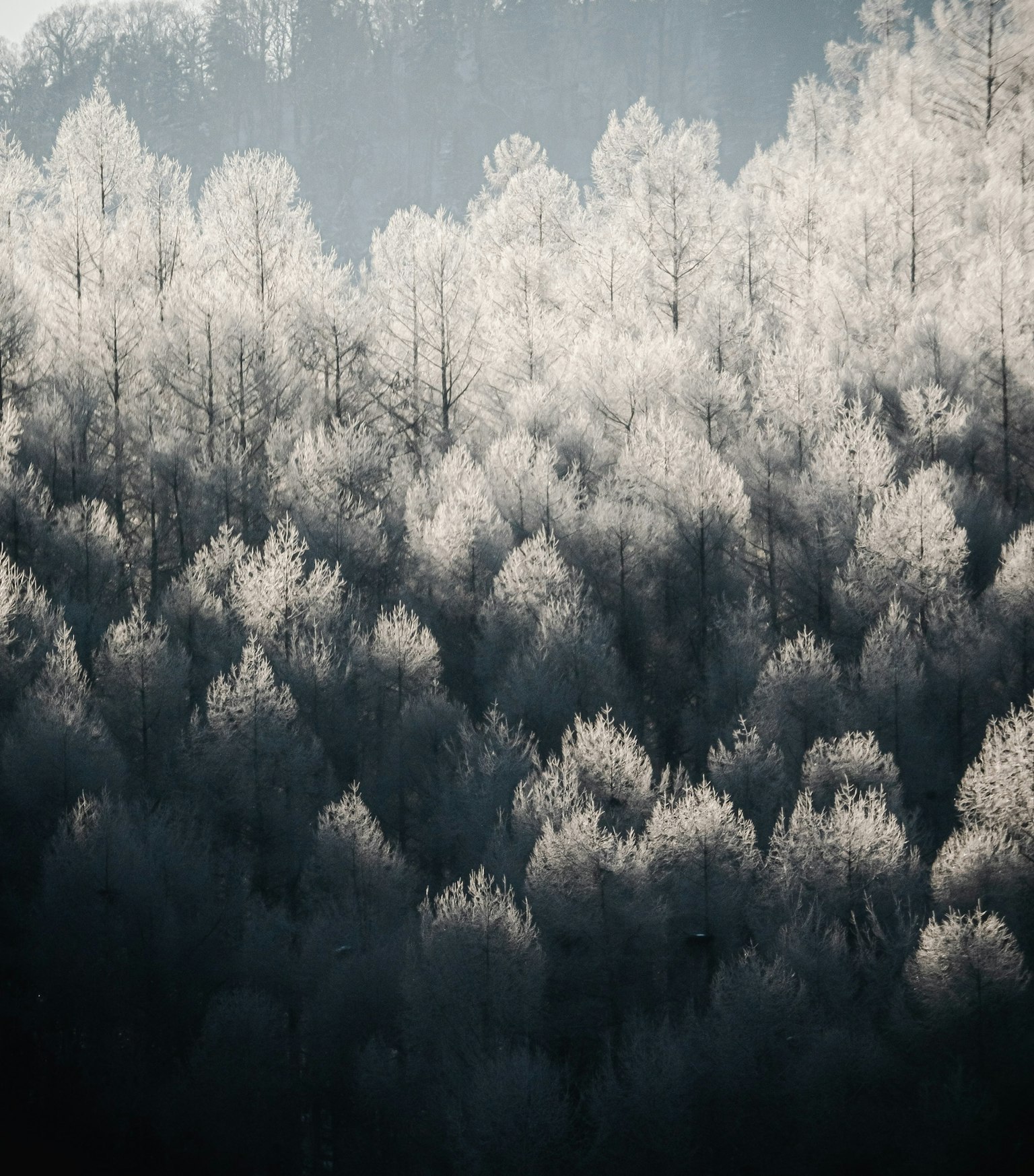 2024-02-natures-whisper-award-image-8