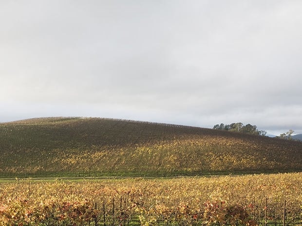 2023-11-window-xp-bliss-image-8