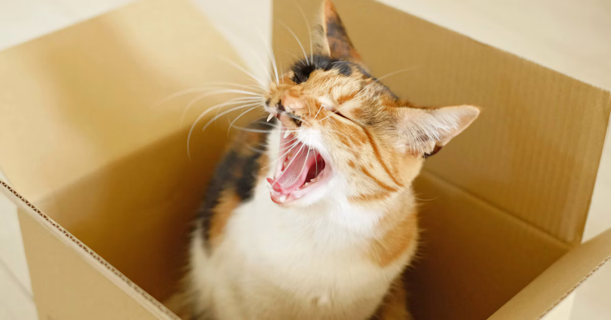 Arriva il "Giorno del Gatto"! Tecniche fotografiche per catturare al meglio i tuoi gatti e i randagi | Knowledge #218
