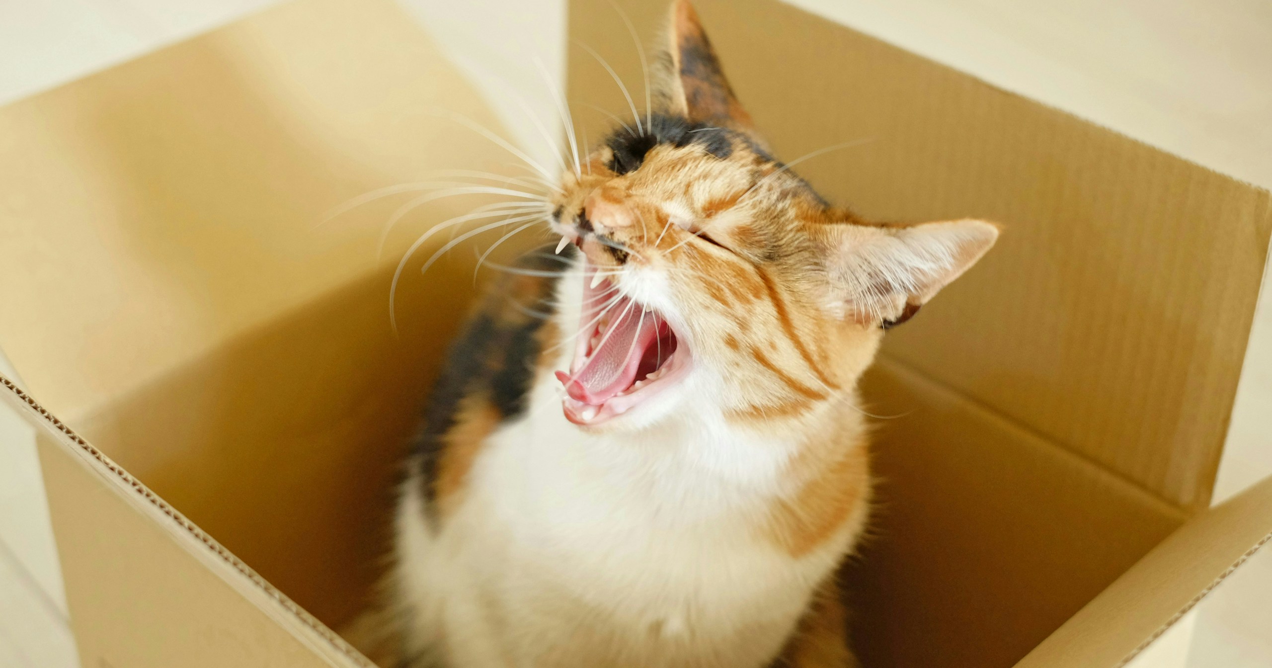 Der kommende „Tag der Katze“! Fototechniken, um Ihre Katze und Streuner süß zu fotografieren | Knowledge #218