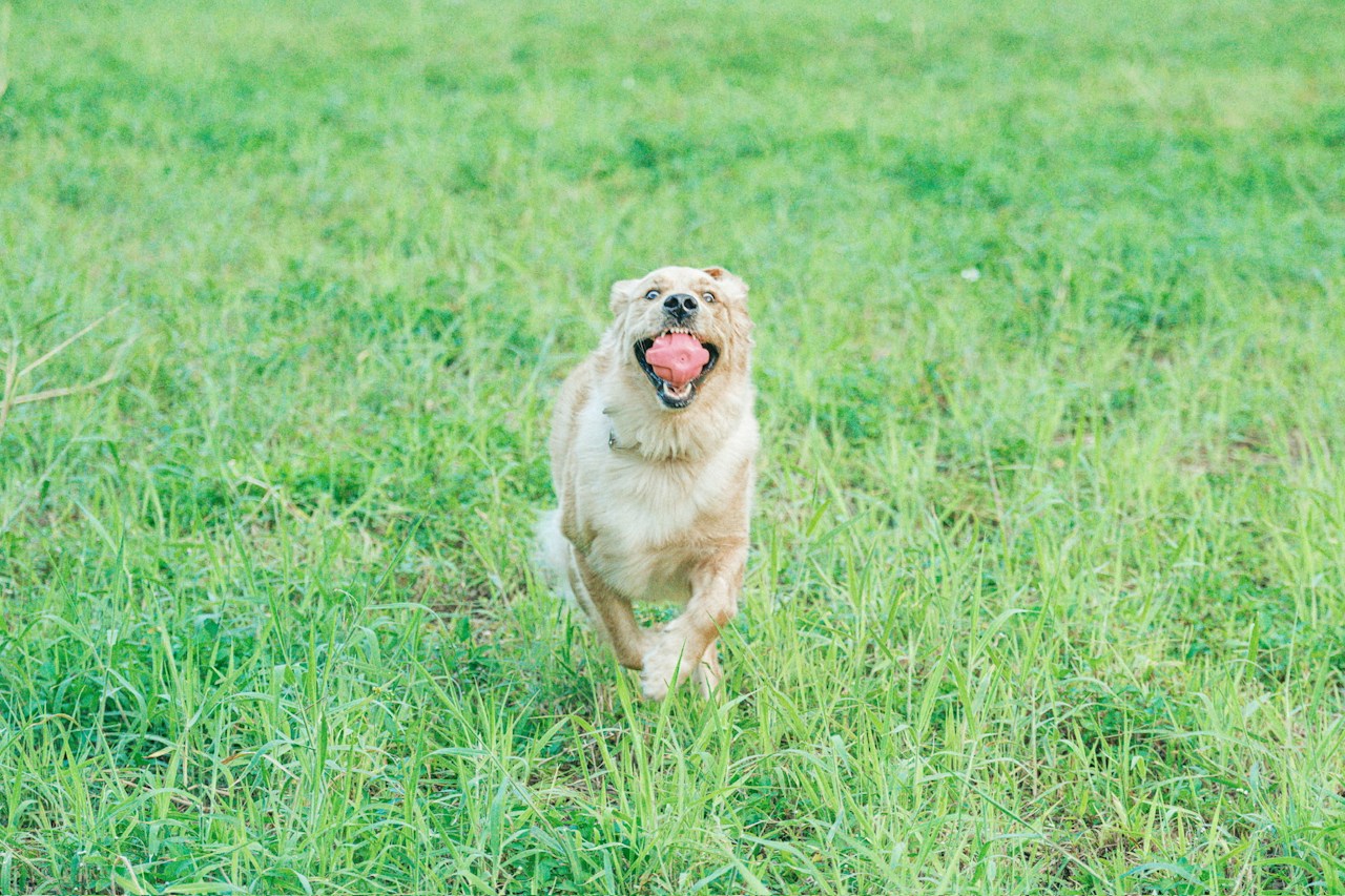 照片由 ガナシー 提供
